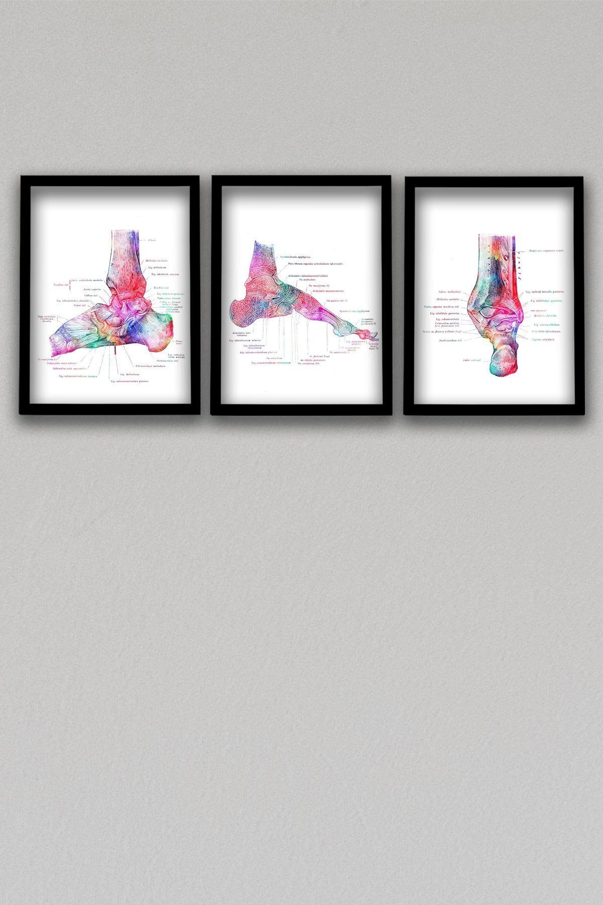 Anatomik Tablo, Doktor Hediyesi, Ortopedi, Ayak Kemikleri, Doktor Odası  Duvar Tablosu 3 lü