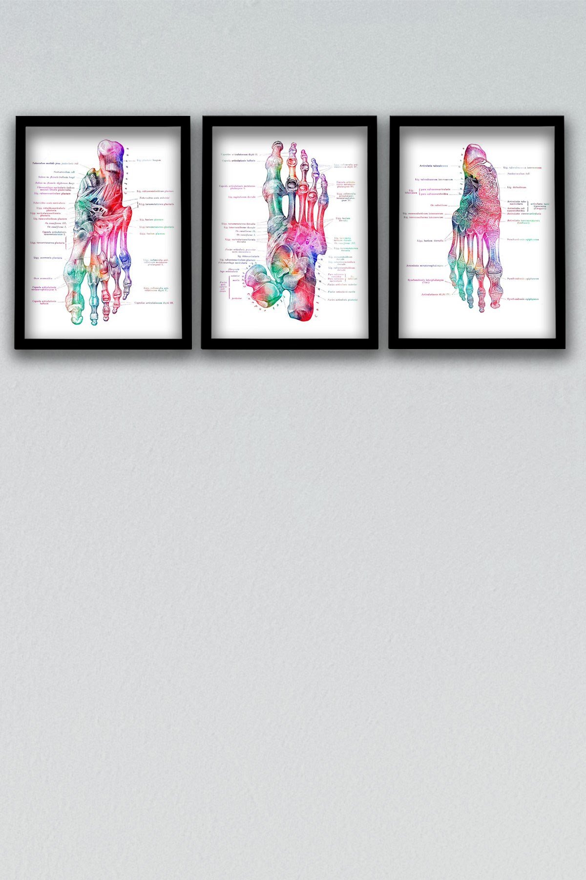 Anatomik Tablo, Doktor Hediyesi, Ortopedi, Ayak Kemikleri, Doktor Odası  Duvar Tablosu 3 lü