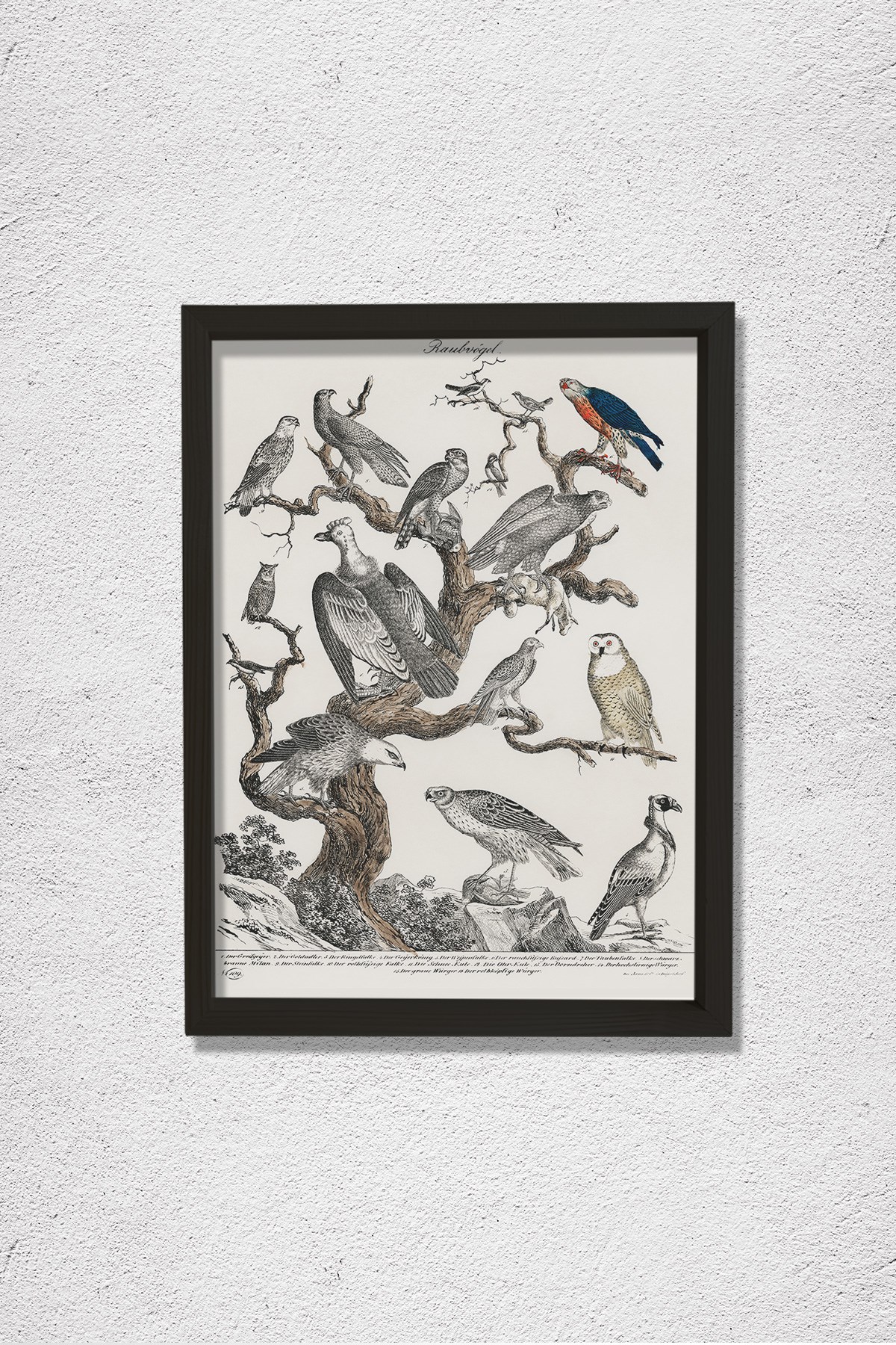 Bir Ağaca Tünemiş Çeşitli Yırtıcı Kuşların Litografisi 1840 Doğal Ahşap Duvar Tablosu