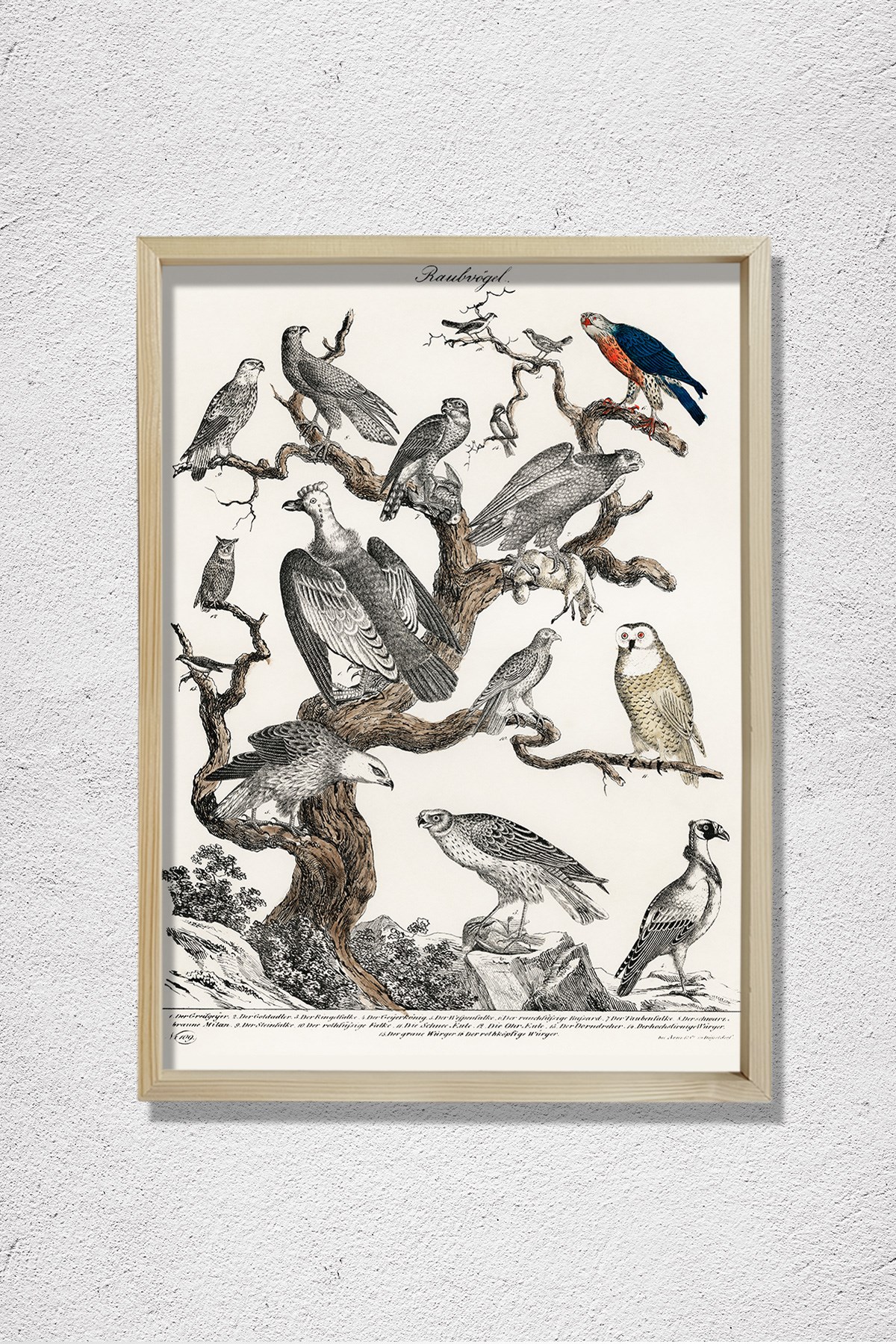 Bir Ağaca Tünemiş Çeşitli Yırtıcı Kuşların Litografisi 1840 Doğal Ahşap Duvar Tablosu