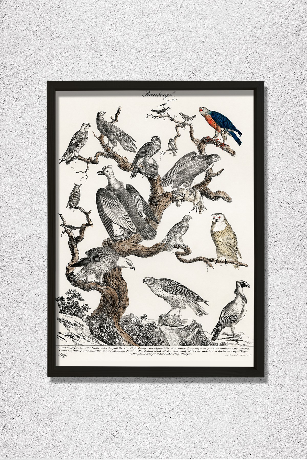 Bir Ağaca Tünemiş Çeşitli Yırtıcı Kuşların Litografisi 1840 Doğal Ahşap Duvar Tablosu