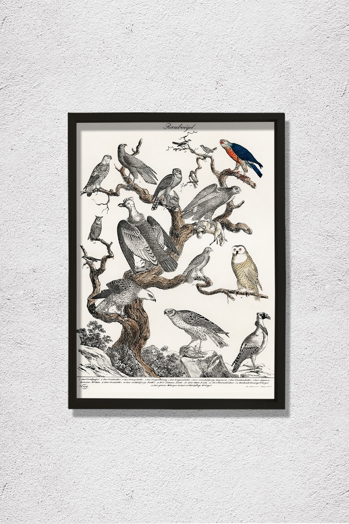 Bir Ağaca Tünemiş Çeşitli Yırtıcı Kuşların Litografisi 1840 Doğal Ahşap Duvar Tablosu