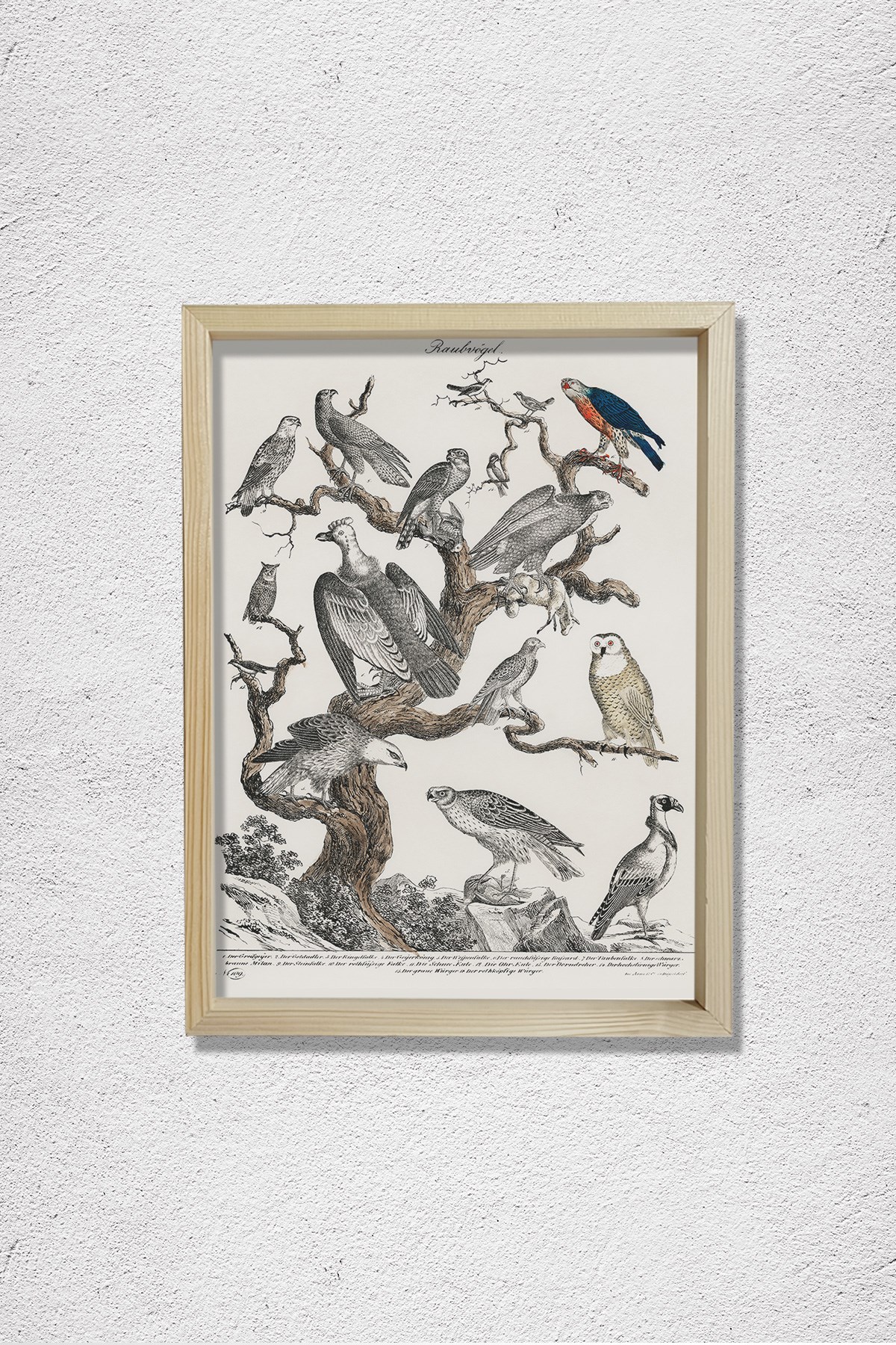 Bir Ağaca Tünemiş Çeşitli Yırtıcı Kuşların Litografisi 1840 Doğal Ahşap Duvar Tablosu