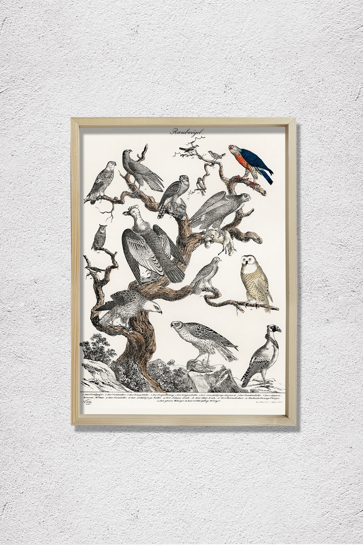 Bir Ağaca Tünemiş Çeşitli Yırtıcı Kuşların Litografisi 1840 Doğal Ahşap Duvar Tablosu