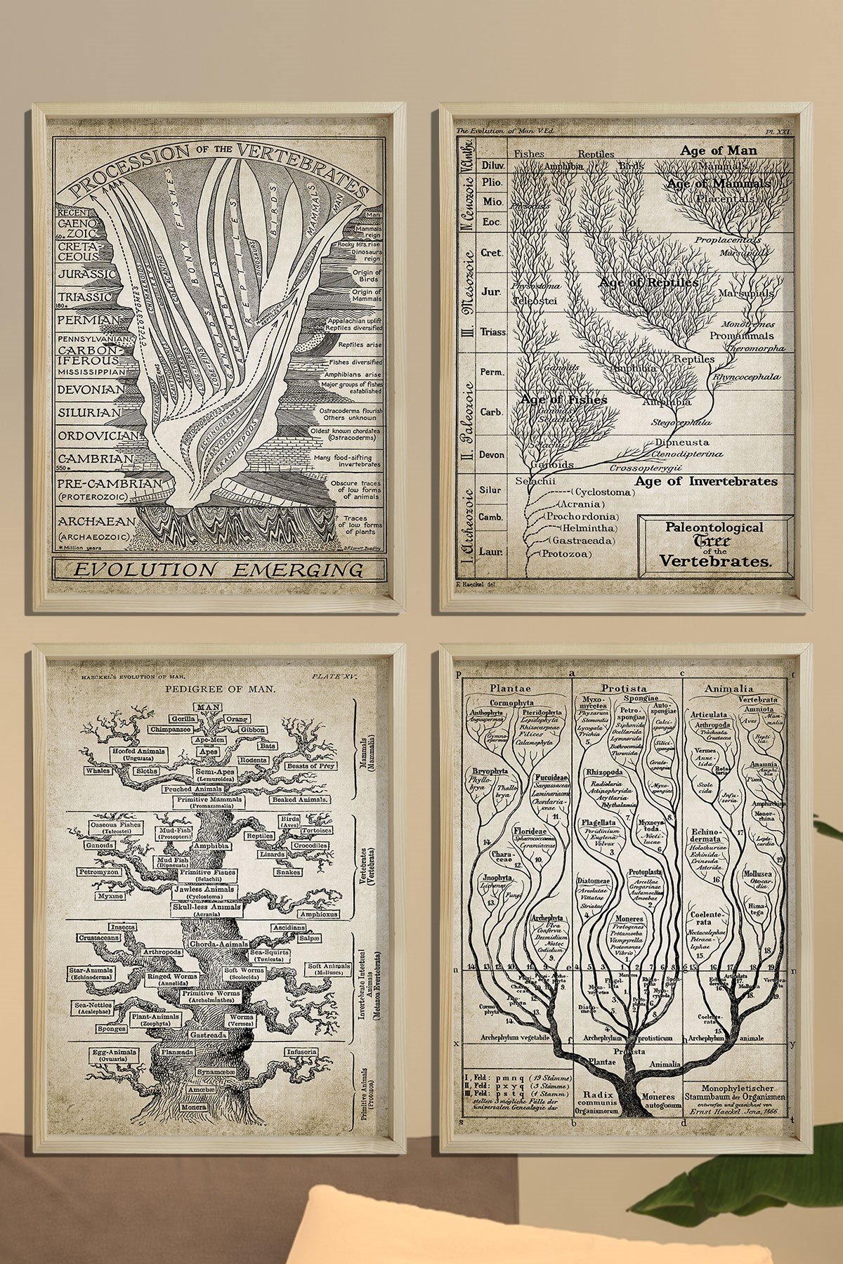 Doğal Ahşap Hayat Ağacı, Jeoloji, Evrim, Paleontoloji, Jeolojik Zaman Çizelgesi, Fosil Kaydı 4 lü Tablo