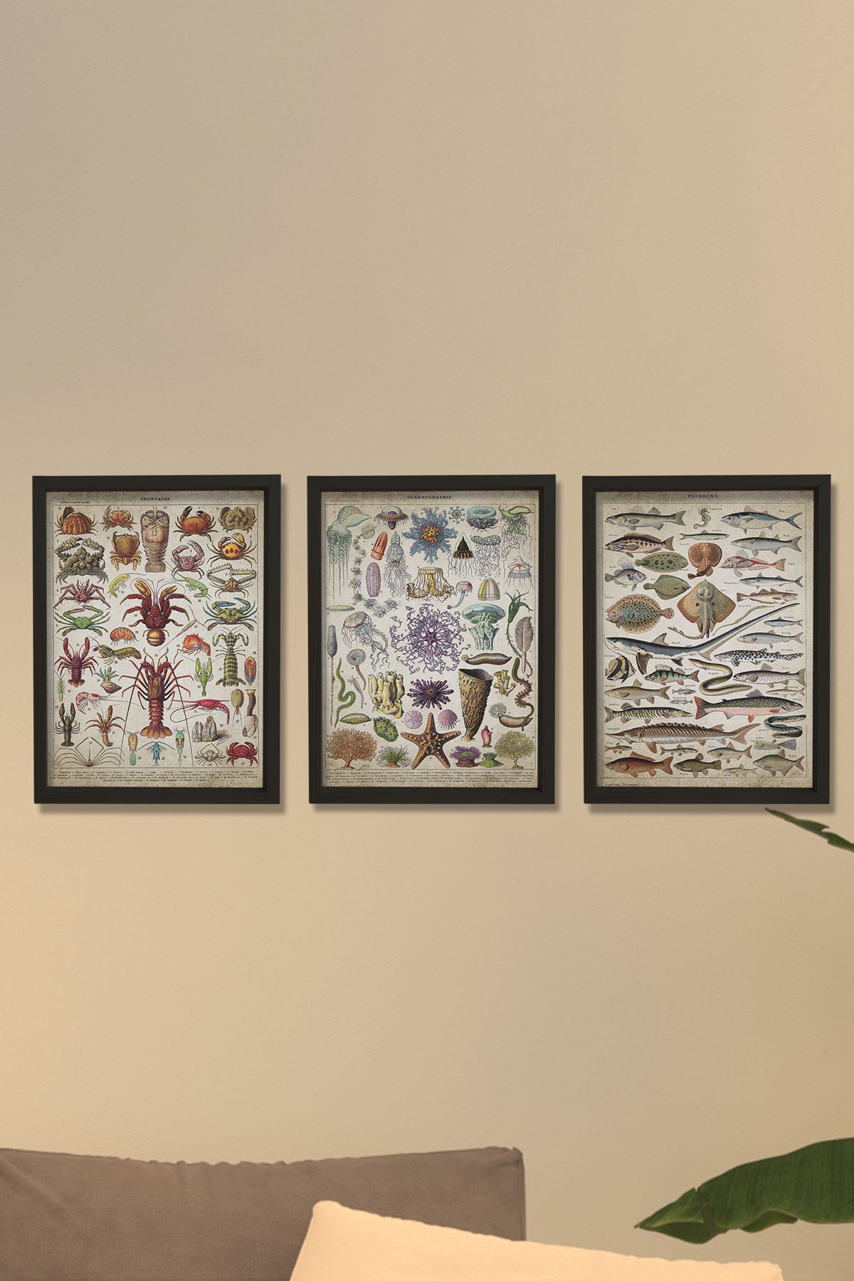 Doğal Çam Çerçeveli Denizci Odası Duvar Tablosu Deniz Biyoloji - Oşinografi