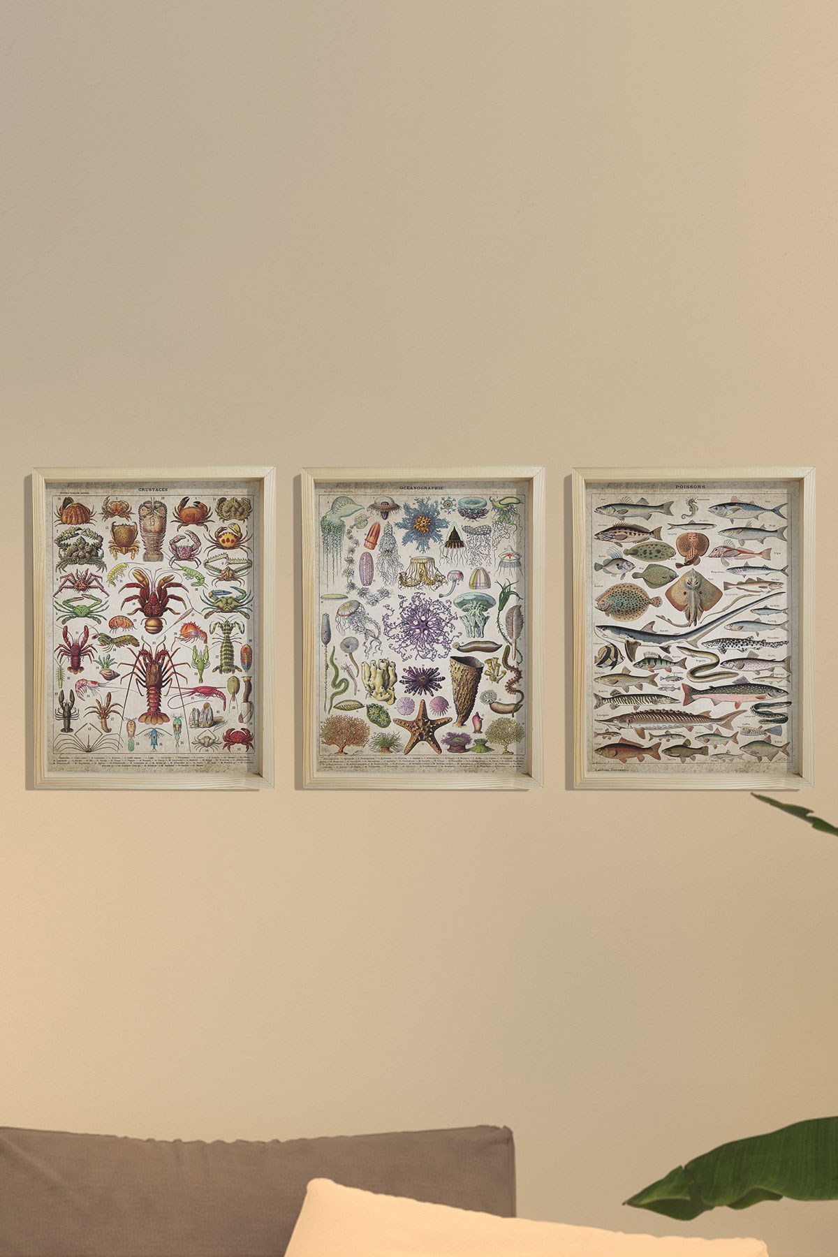 Doğal Çam Çerçeveli Denizci Odası Duvar Tablosu Deniz Biyoloji - Oşinografi