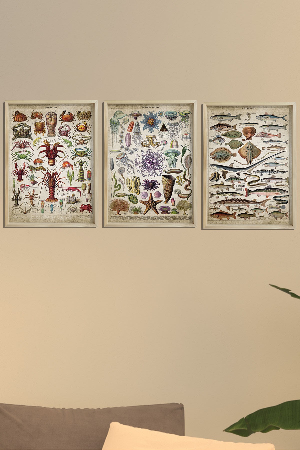 Doğal Çam Çerçeveli Denizci Odası Duvar Tablosu Deniz Biyoloji - Oşinografi