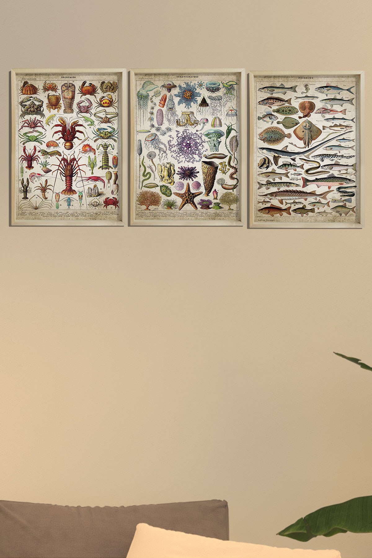 Doğal Çam Çerçeveli Denizci Odası Duvar Tablosu Deniz Biyoloji - Oşinografi