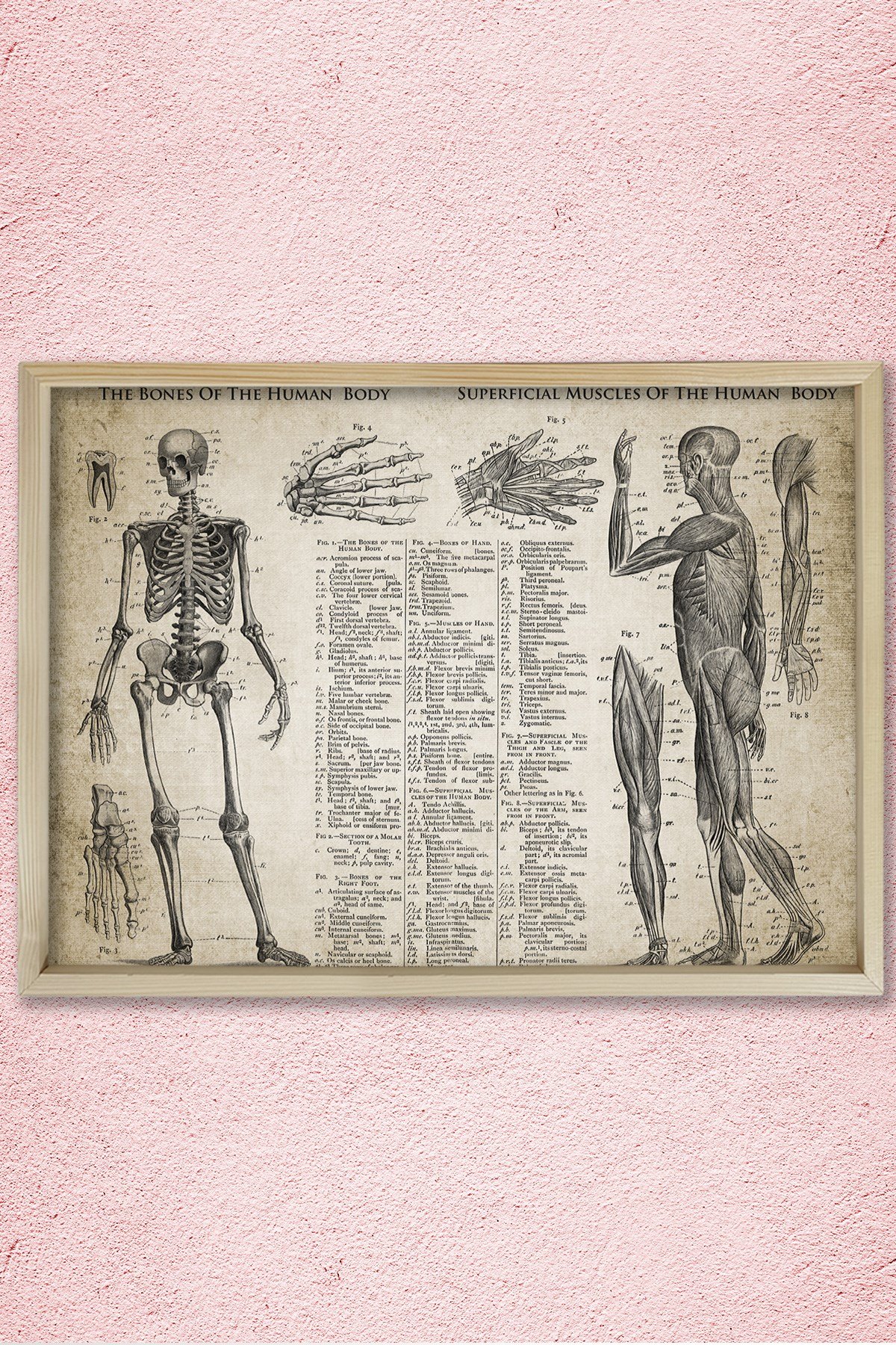 Doğal Çam Çerçeveli Doktor Odası Duvar Tablosu Kemikler ve Kaslar - Anatomi