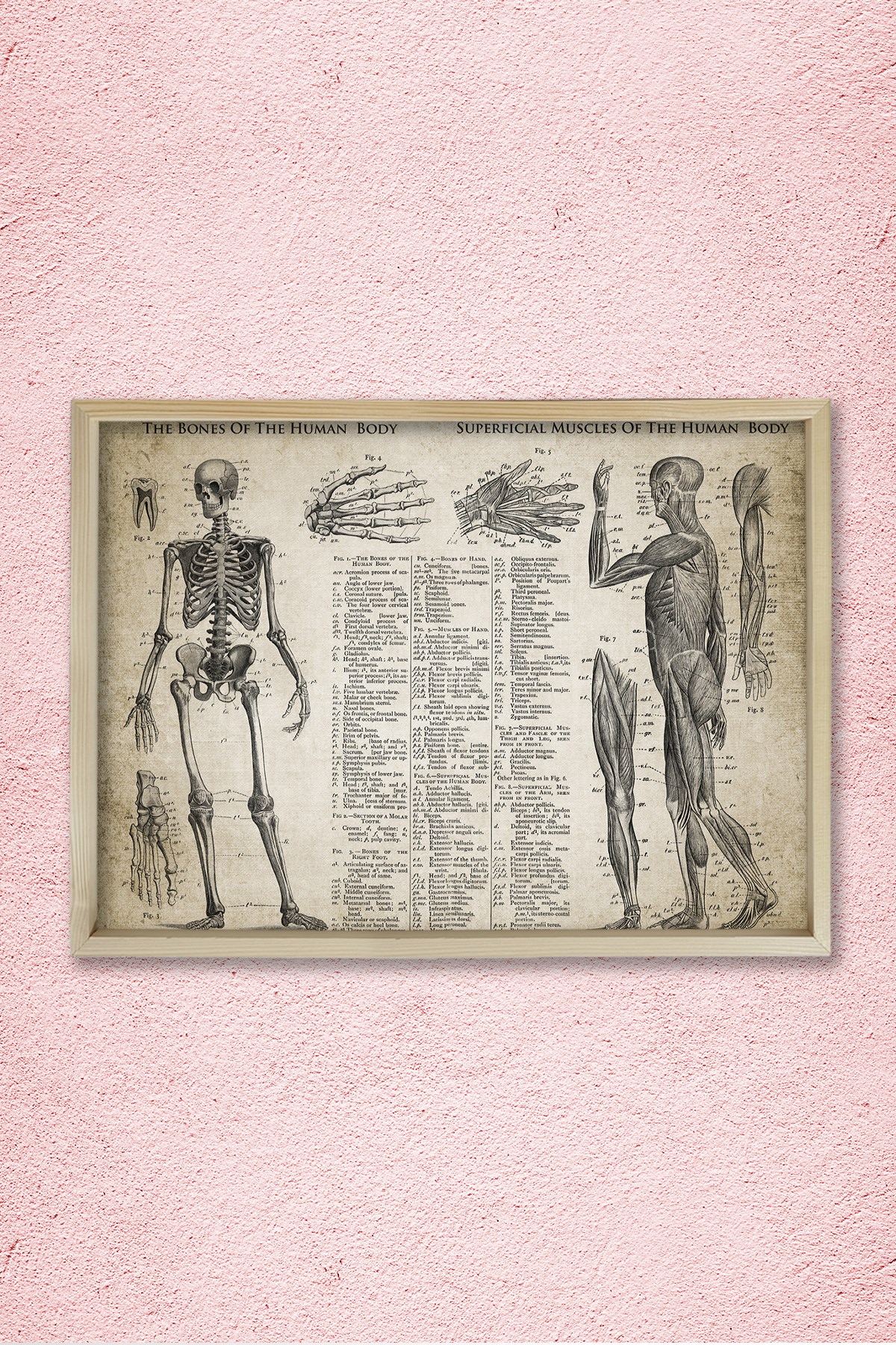 Doğal Çam Çerçeveli Doktor Odası Duvar Tablosu Kemikler ve Kaslar - Anatomi