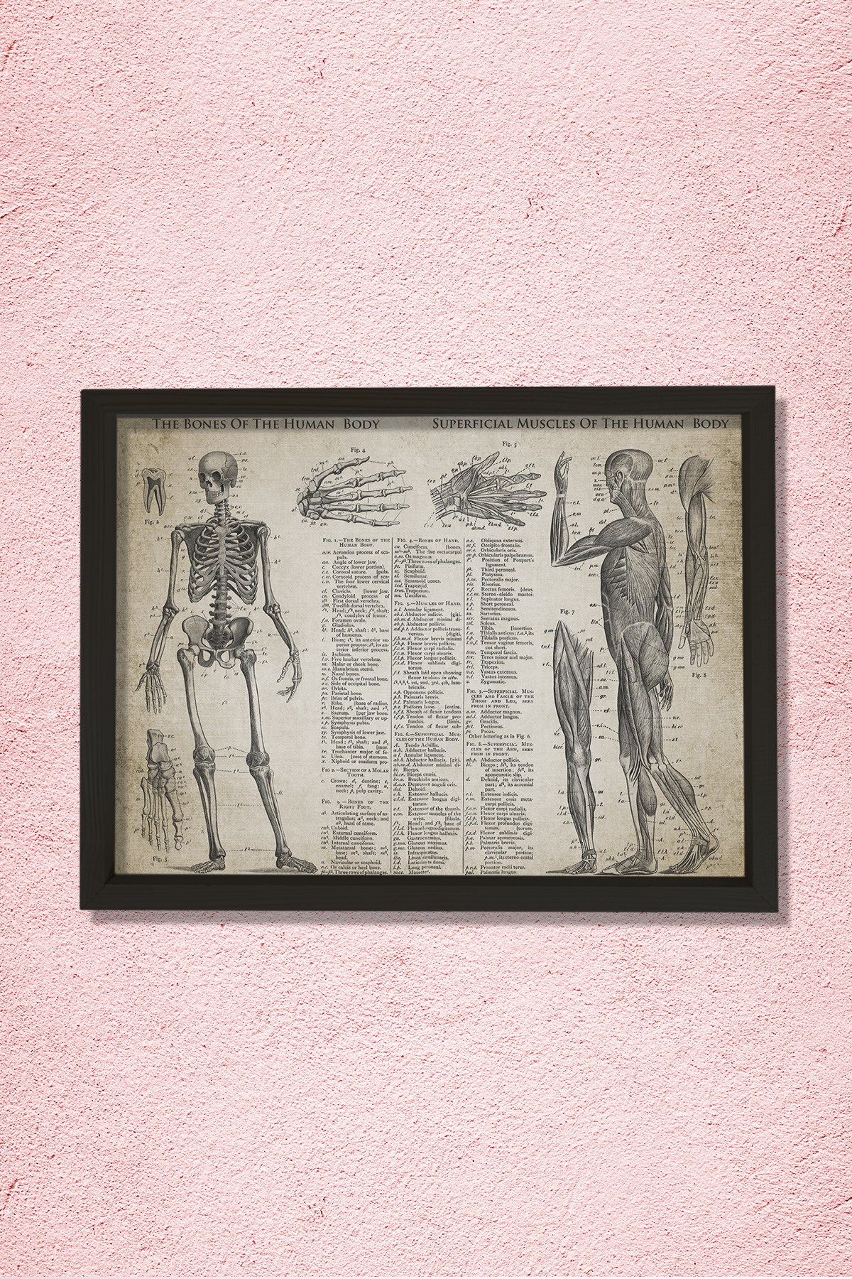 Doğal Çam Çerçeveli Doktor Odası Duvar Tablosu Kemikler ve Kaslar - Anatomi