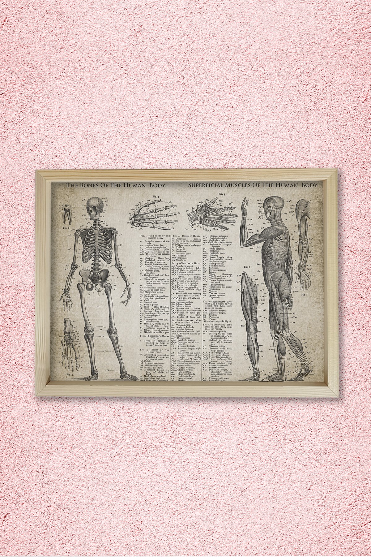 Doğal Çam Çerçeveli Doktor Odası Duvar Tablosu Kemikler ve Kaslar - Anatomi
