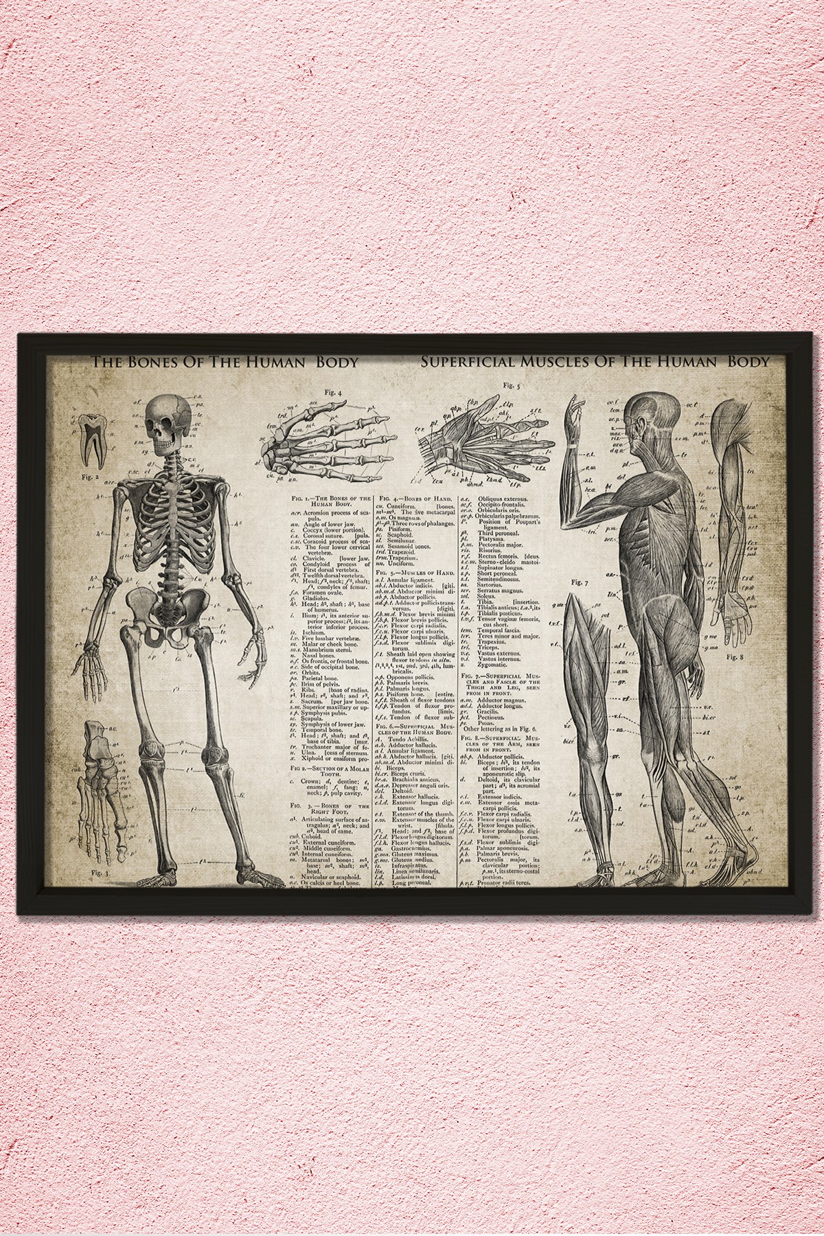 Doğal Çam Çerçeveli Doktor Odası Duvar Tablosu Kemikler ve Kaslar - Anatomi