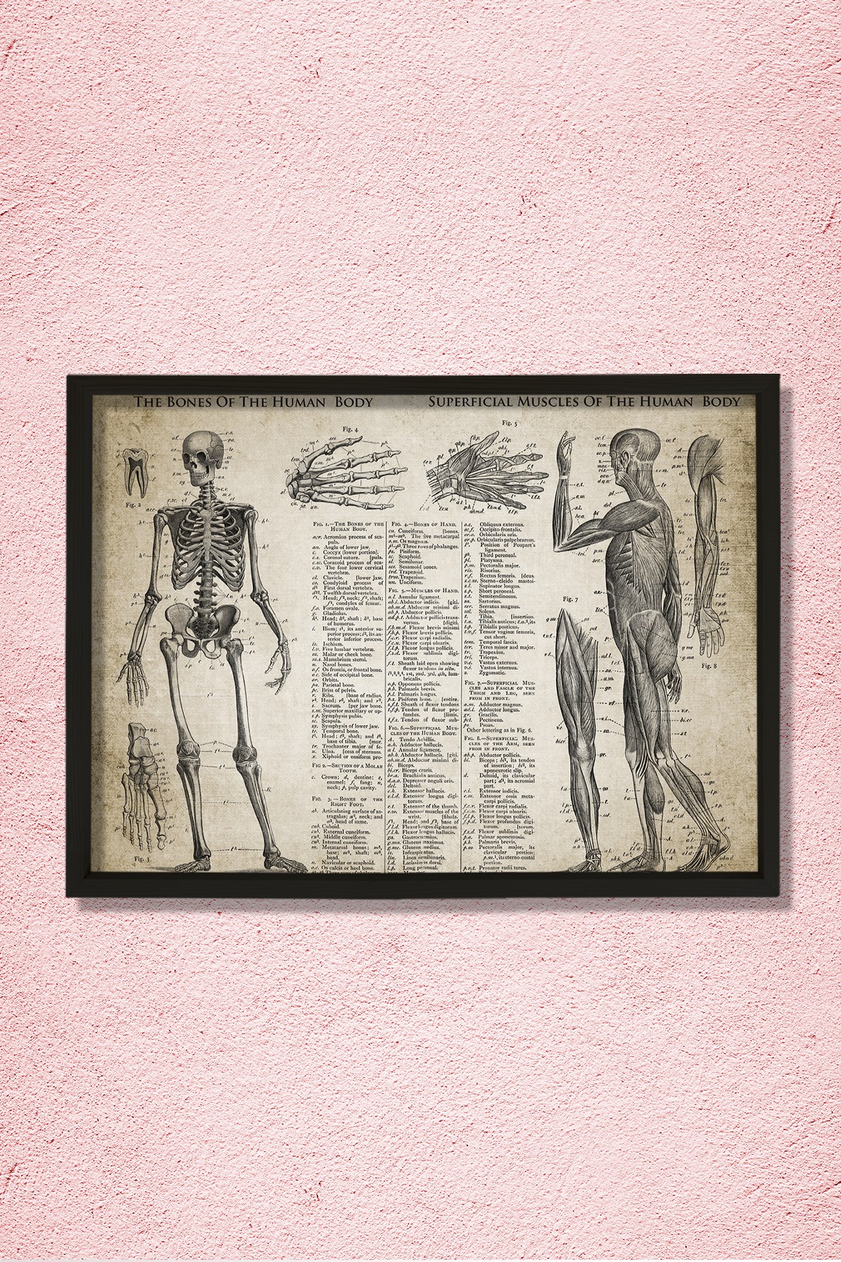 Doğal Çam Çerçeveli Doktor Odası Duvar Tablosu Kemikler ve Kaslar - Anatomi