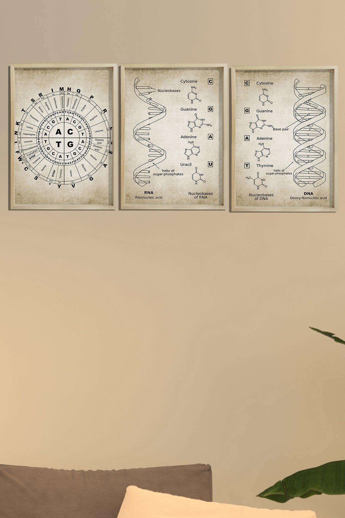 Doğal Çam Çerçeveli Duvar Tablosu Antik DNA ve RNA Genetik Kod Seti