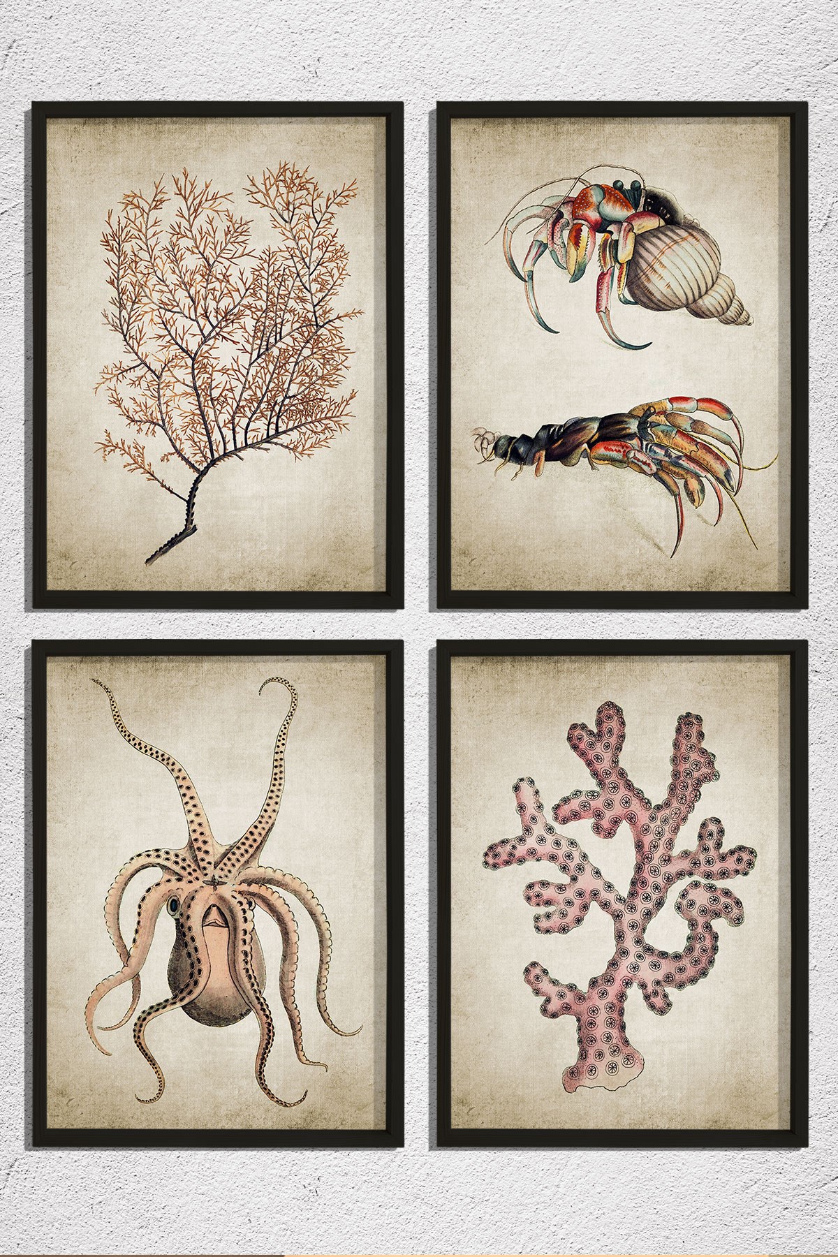 Doğal Çam Çerçeveli Duvar Tablosu Antik Deniz Canlıları 4 lü Set