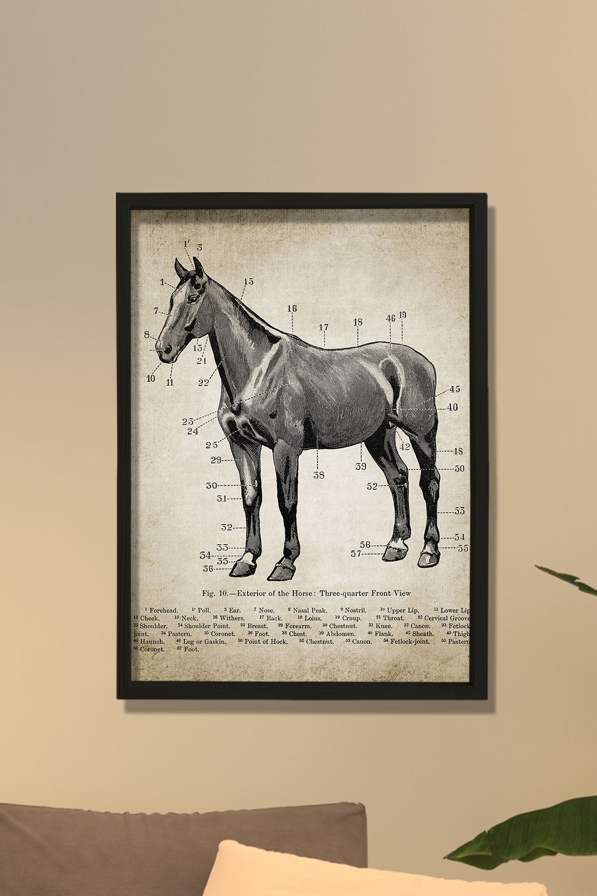 Doğal Çam Çerçeveli Duvar Tablosu Antik At Anatomi