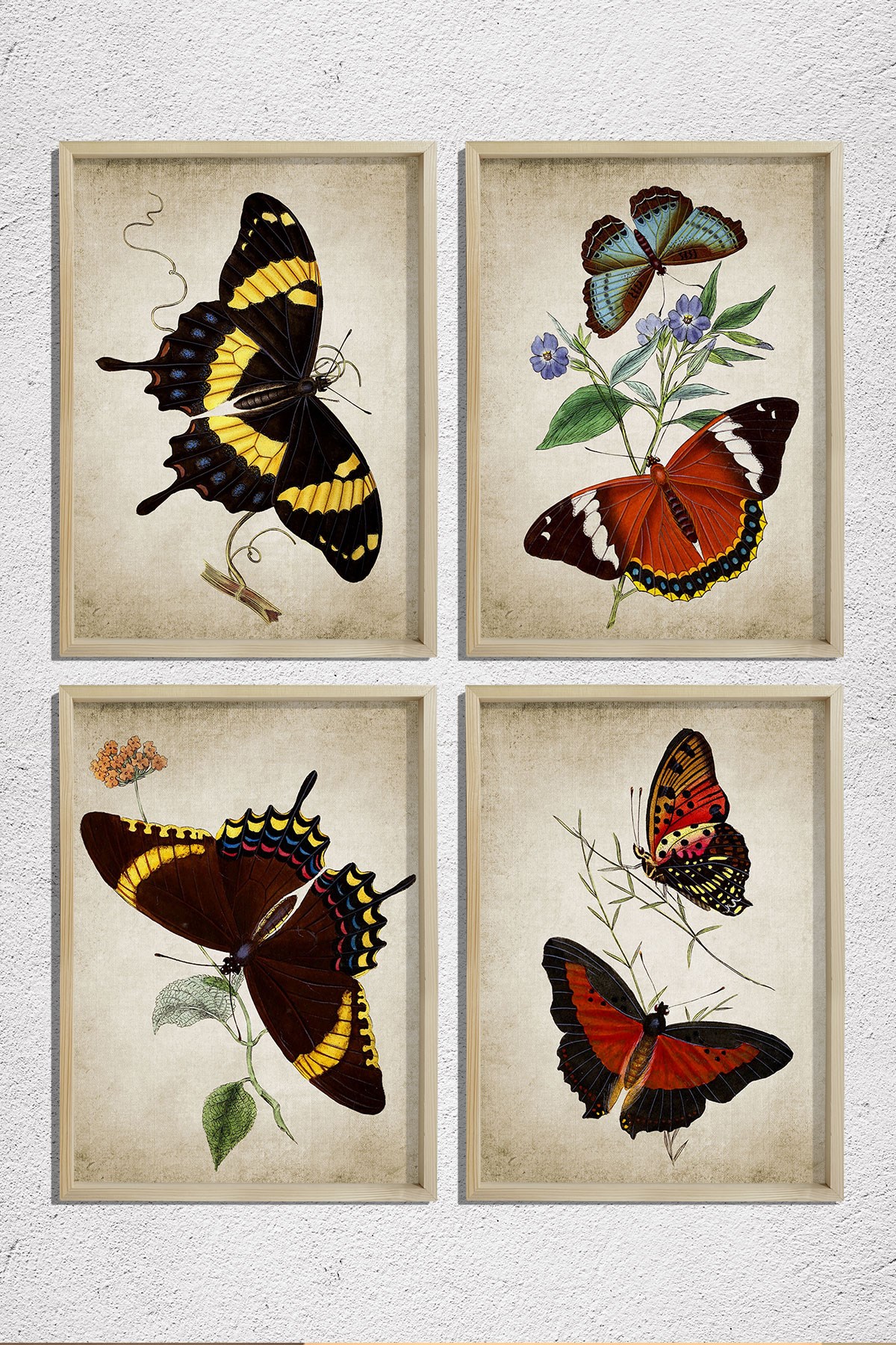 Doğal Çam Çerçeveli Duvar Tablosu Antik Kelenekler 4 lü Set