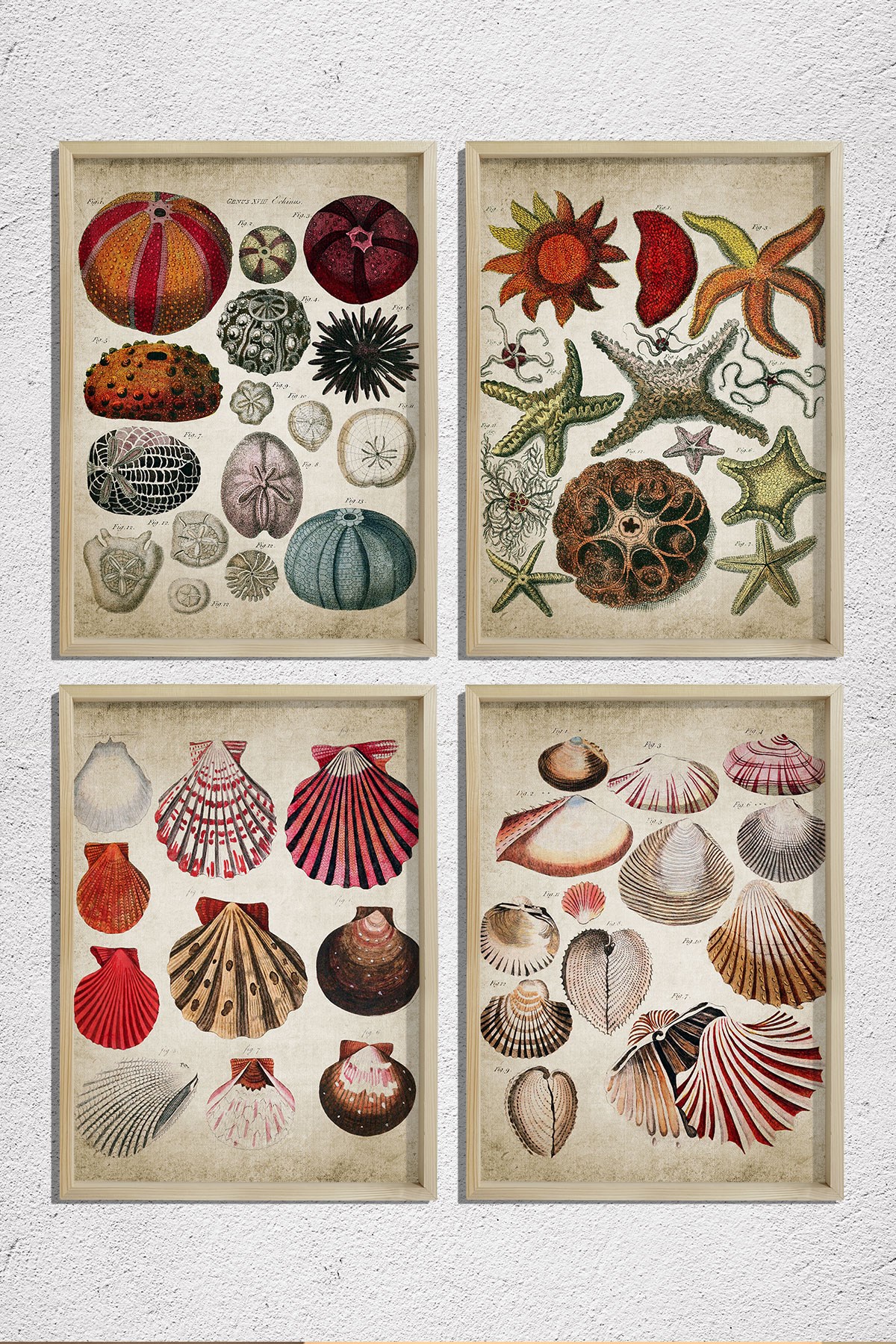 Doğal Çam Çerçeveli Duvar Tablosu Antik Deniz Kabukları ve Canlıları