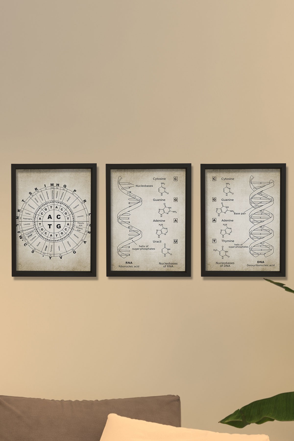 Doğal Çam Çerçeveli Duvar Tablosu Antik DNA ve RNA Genetik Kod Seti