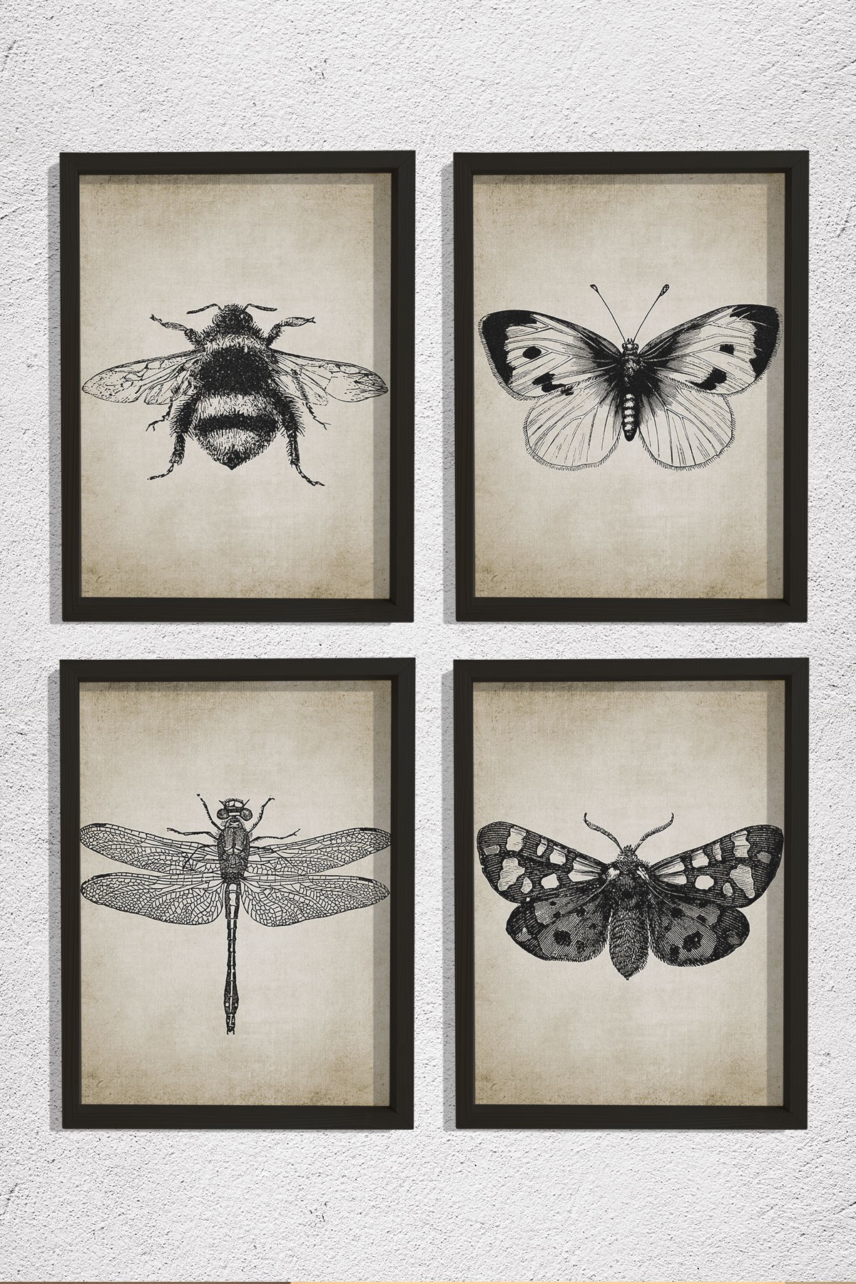 Doğal Çam Çerçeveli Duvar Tablosu Antik Böcek Resimleri 4 lü Set