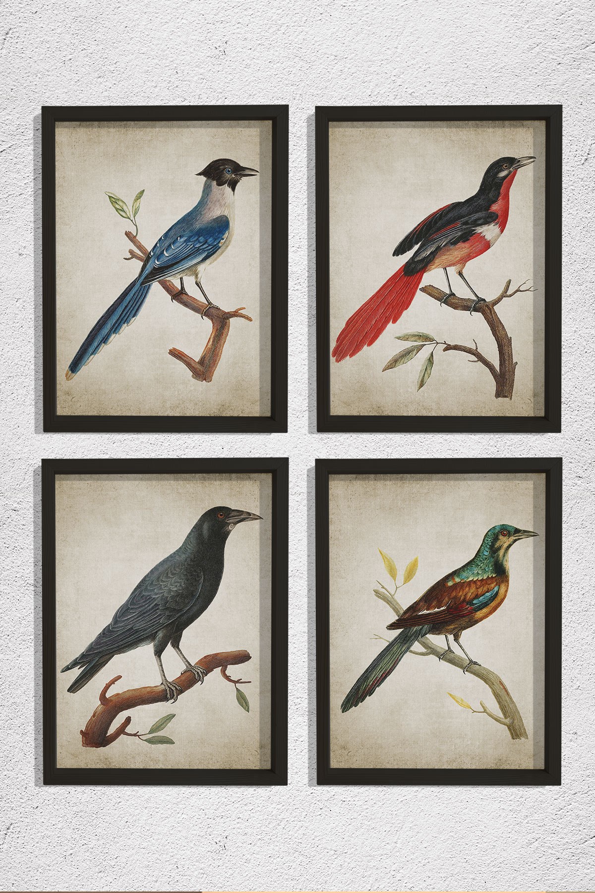 Doğal Çam Çerçeveli Duvar Tablosu Antik Kuş Dekoru 4 lü Set