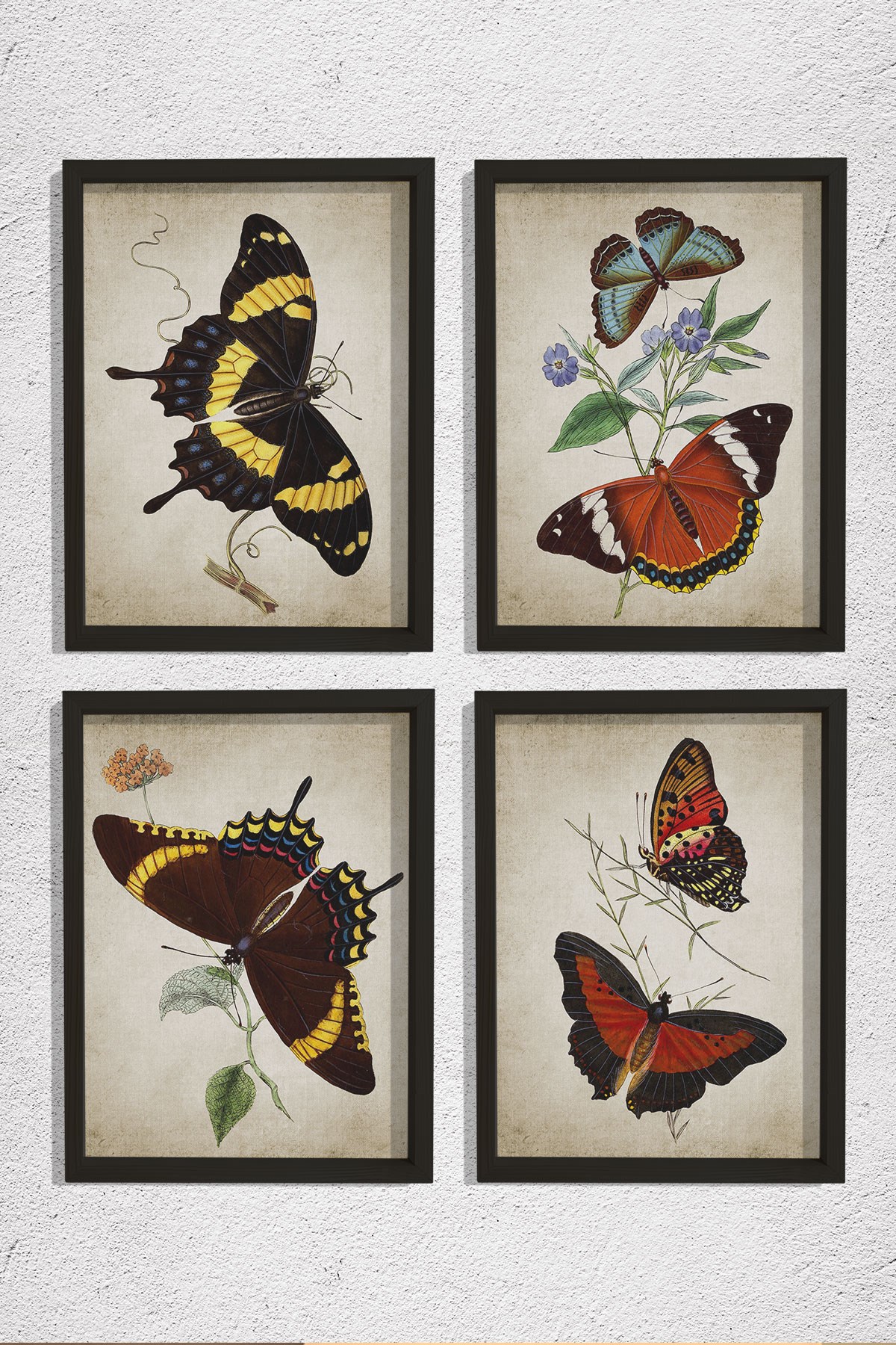 Doğal Çam Çerçeveli Duvar Tablosu Antik Kelenekler 4 lü Set