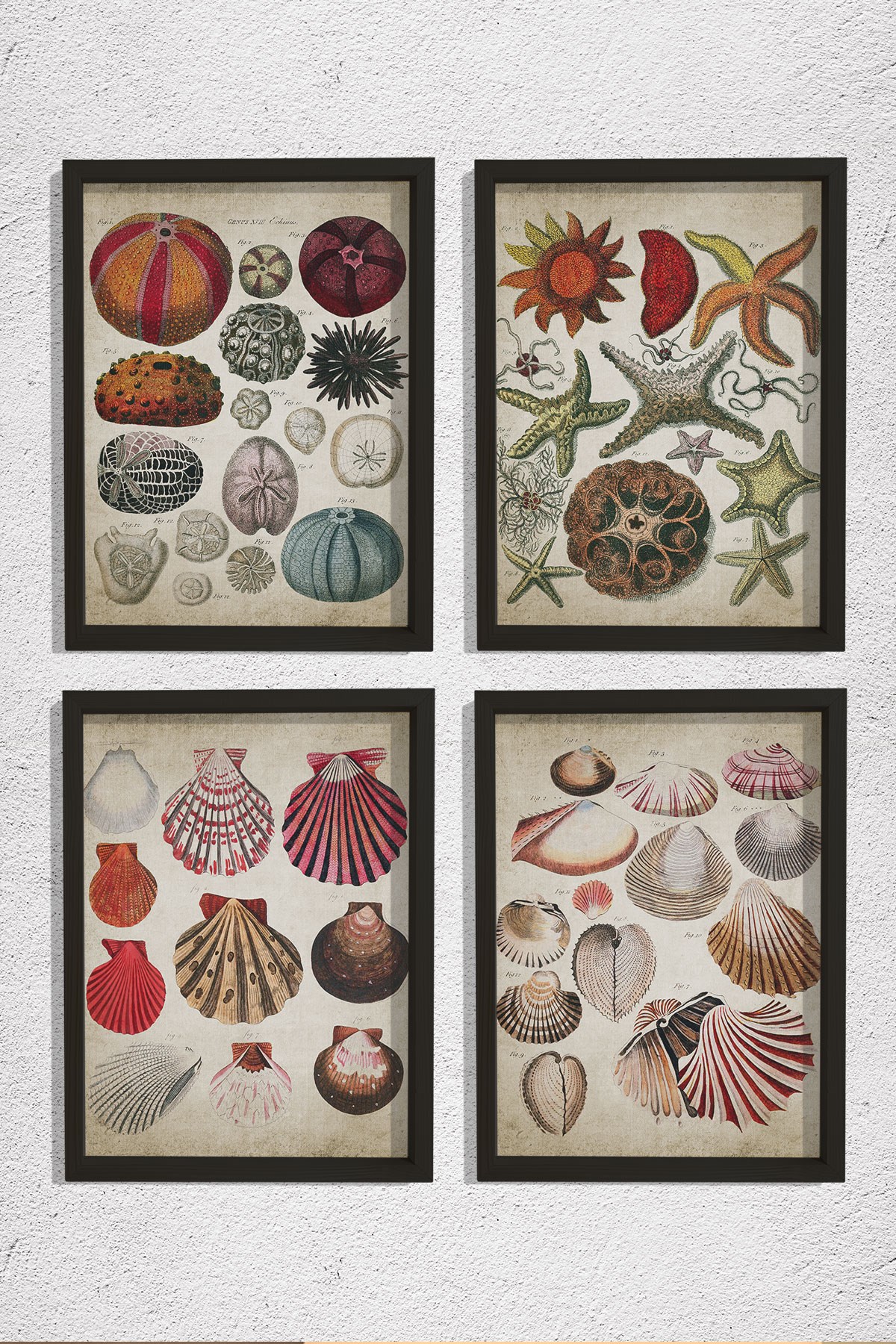 Doğal Çam Çerçeveli Duvar Tablosu Antik Deniz Kabukları ve Canlıları