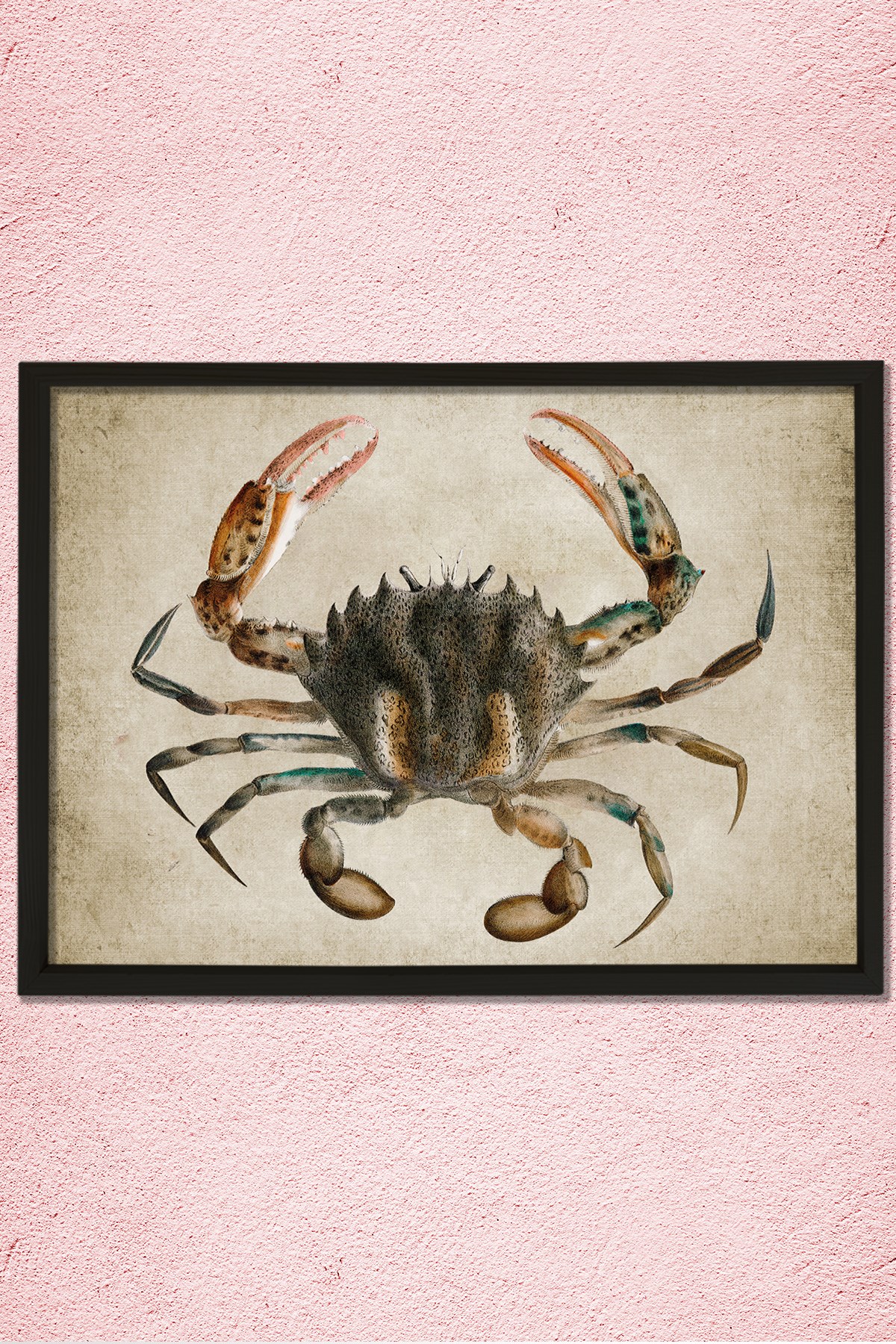 Doğal Çam Çerçeveli Duvar Tablosu Antik Yengeç