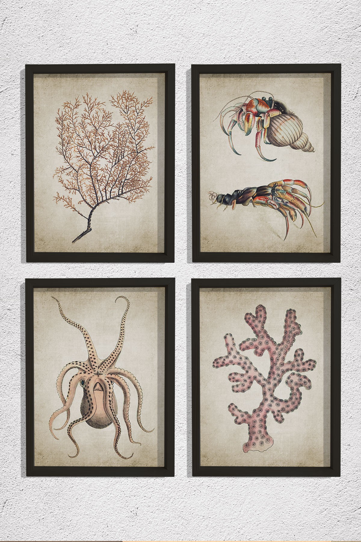 Doğal Çam Çerçeveli Duvar Tablosu Antik Deniz Canlıları 4 lü Set