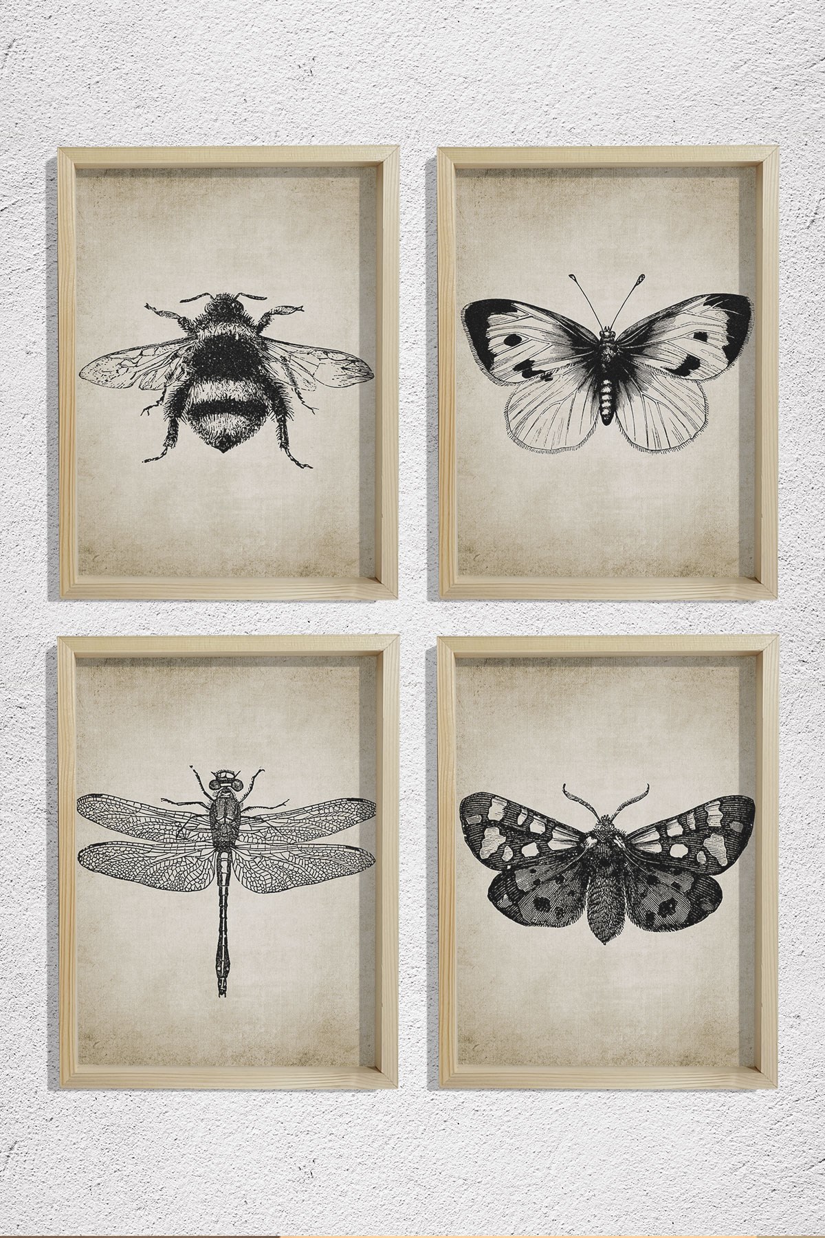 Doğal Çam Çerçeveli Duvar Tablosu Antik Böcek Resimleri 4 lü Set