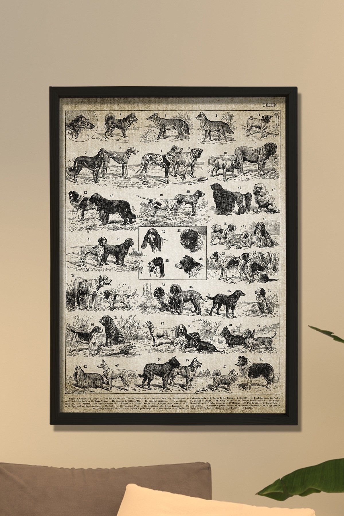 Doğal Çam Çerçeveli Duvar Tablosu Antik Köpek Irkları