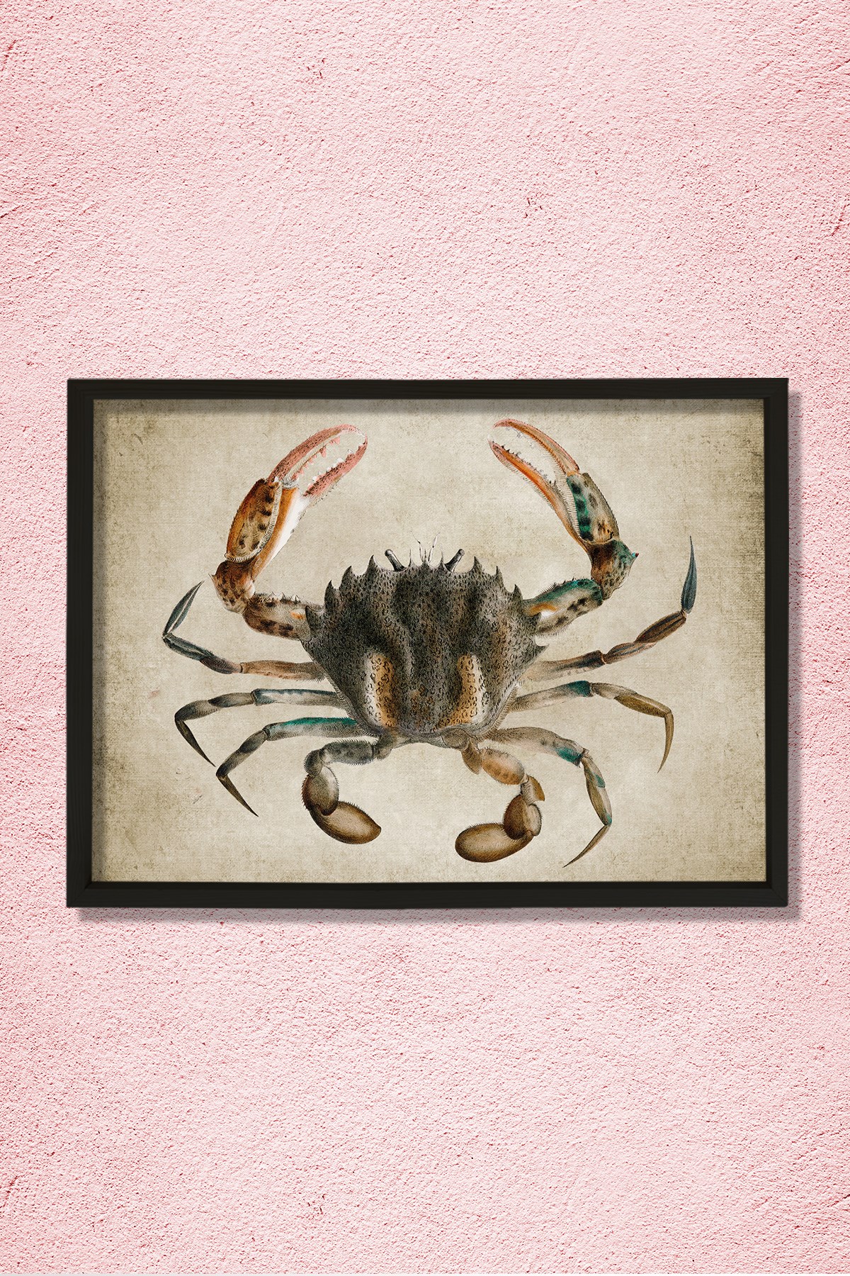 Doğal Çam Çerçeveli Duvar Tablosu Antik Yengeç