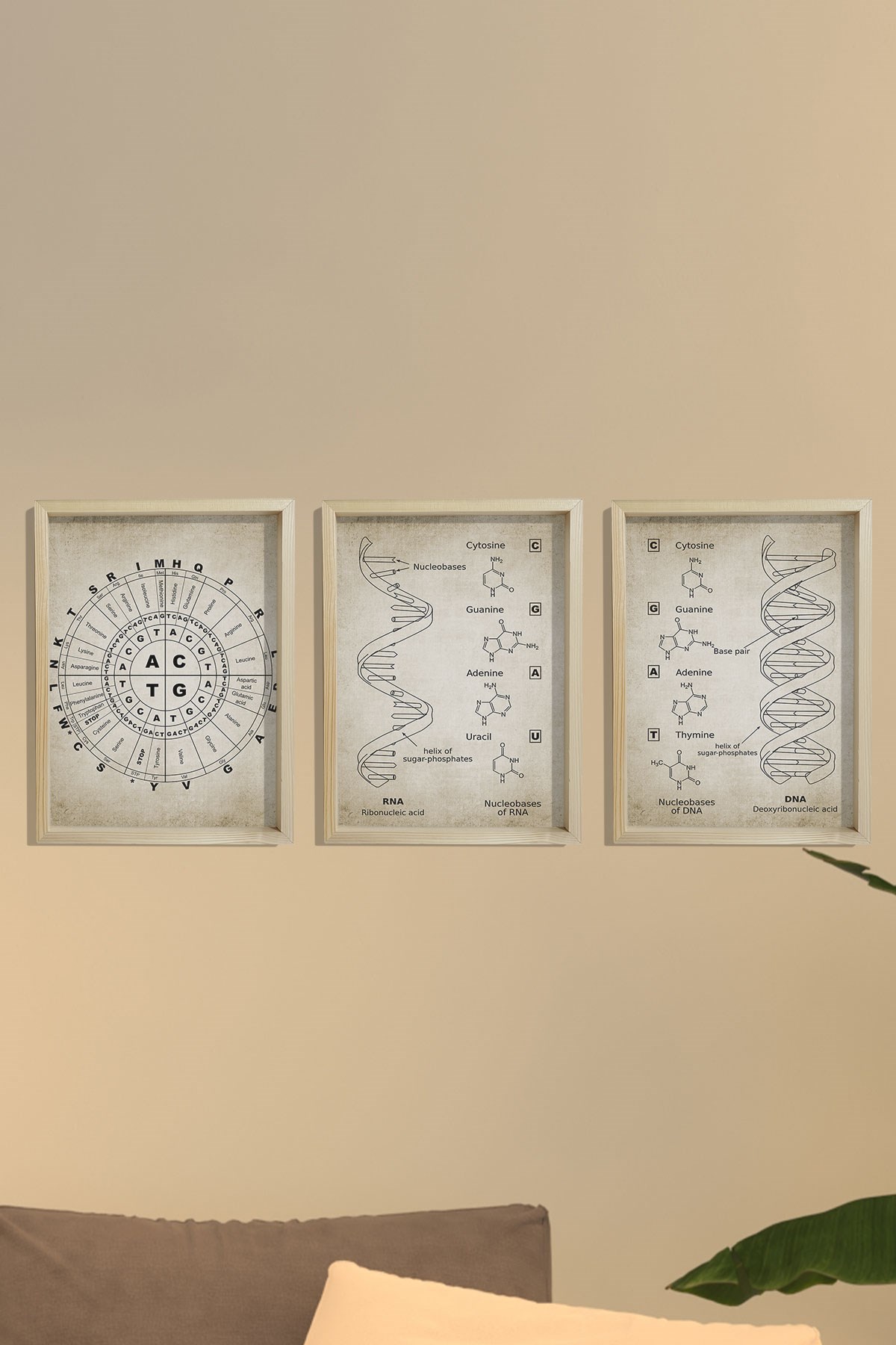 Doğal Çam Çerçeveli Duvar Tablosu Antik DNA ve RNA Genetik Kod Seti