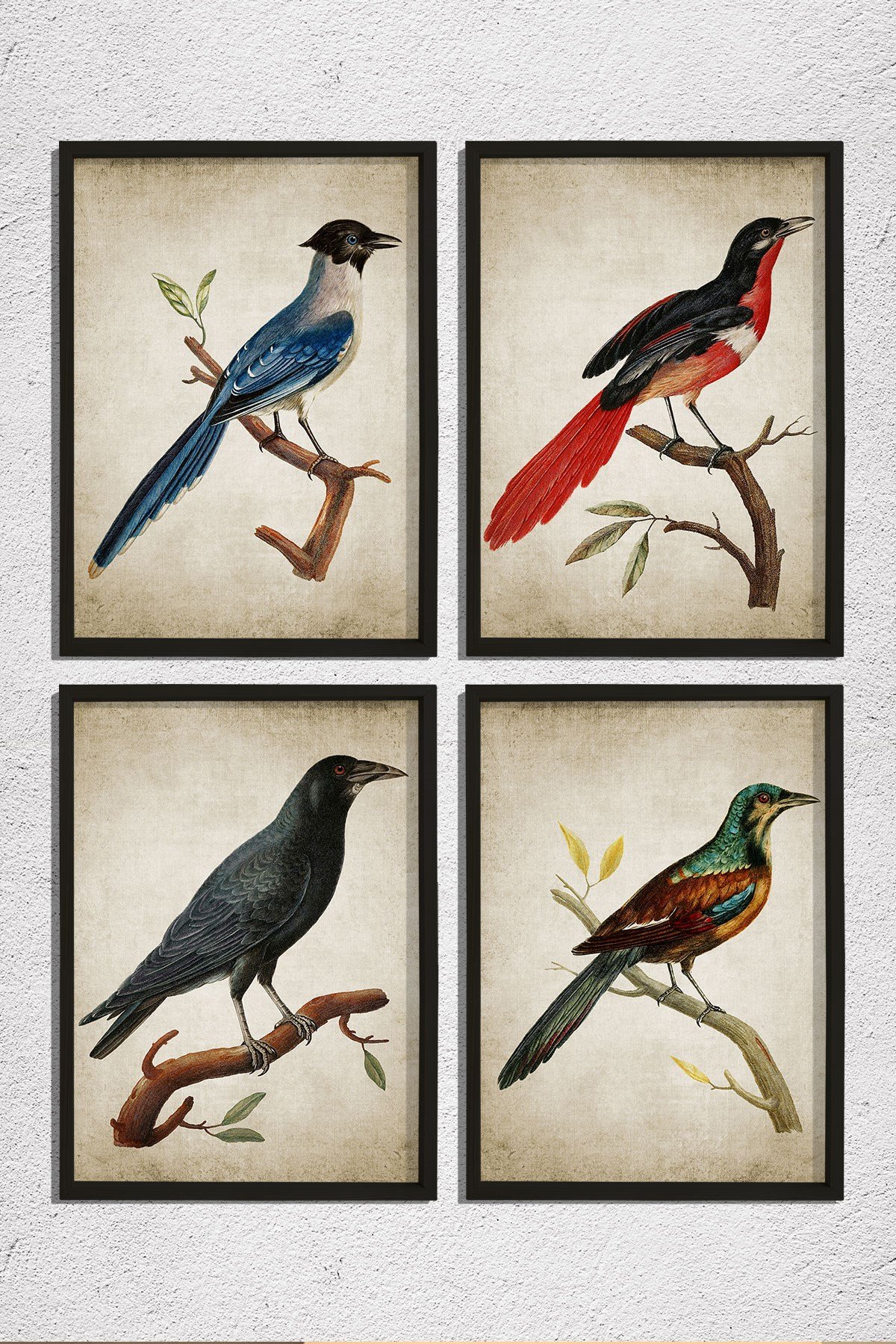 Doğal Çam Çerçeveli Duvar Tablosu Antik Kuş Dekoru 4 lü Set