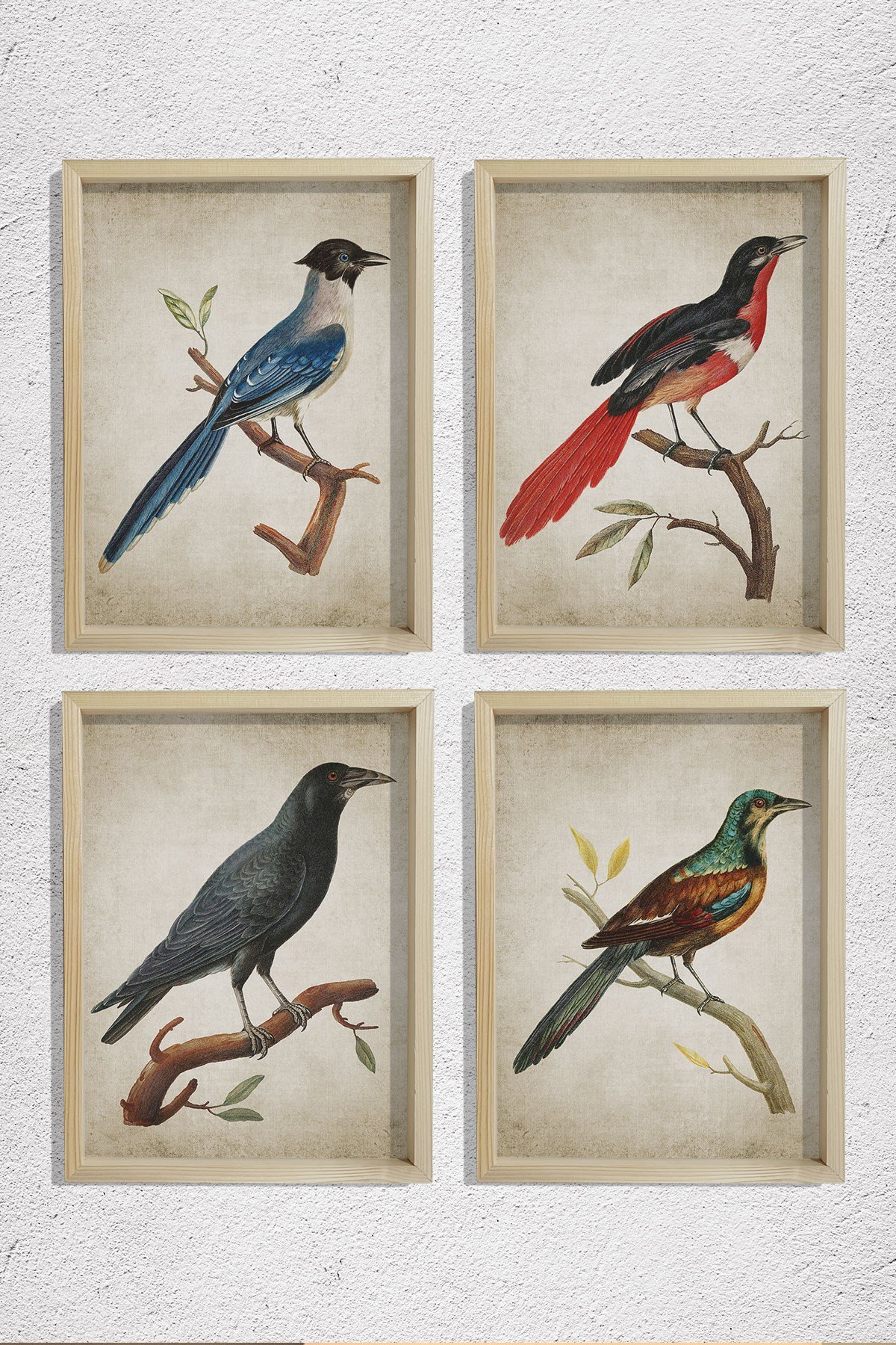 Doğal Çam Çerçeveli Duvar Tablosu Antik Kuş Dekoru 4 lü Set