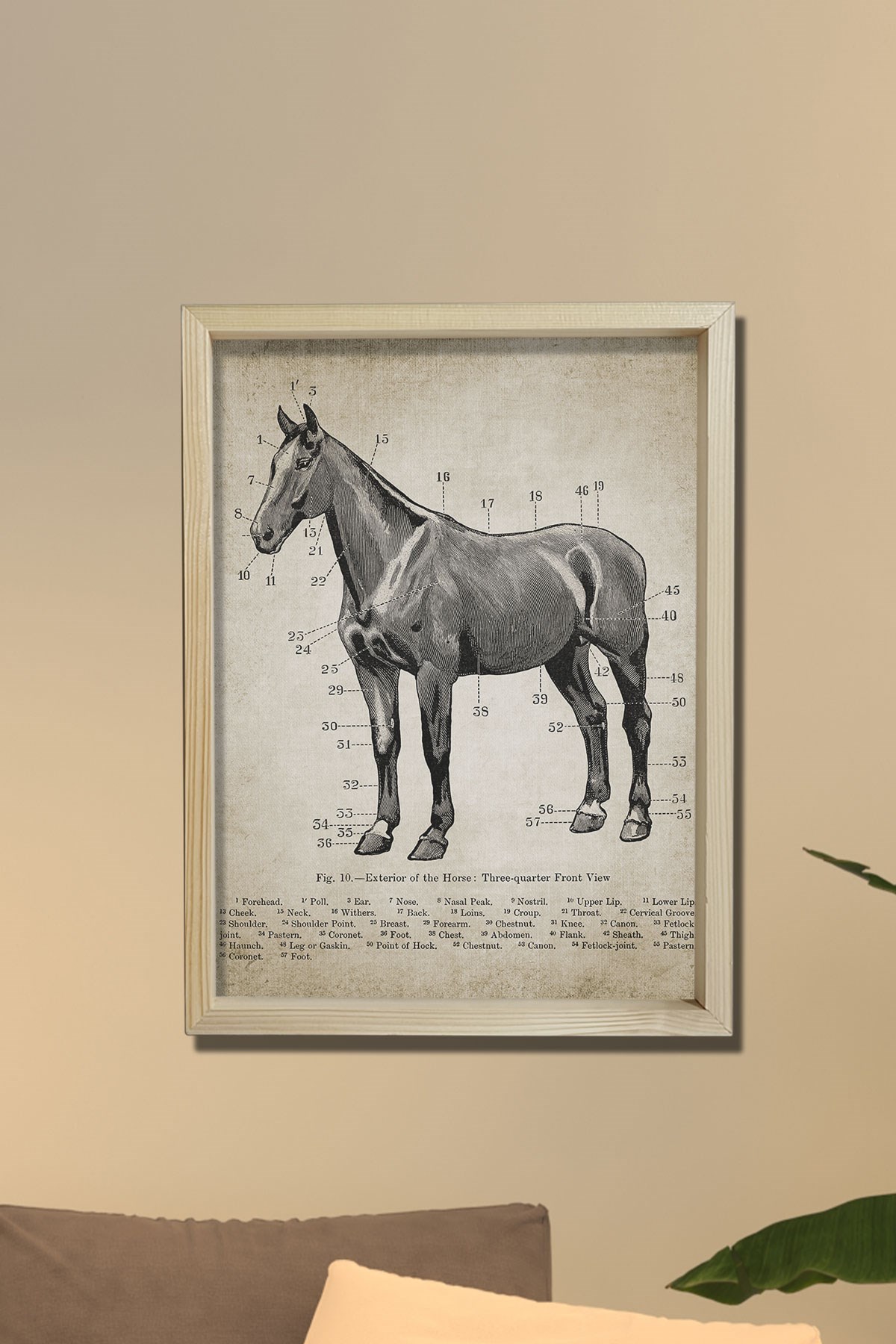 Doğal Çam Çerçeveli Duvar Tablosu Antik At Anatomi