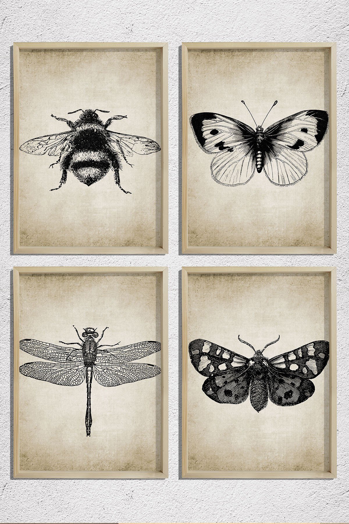Doğal Çam Çerçeveli Duvar Tablosu Antik Böcek Resimleri 4 lü Set