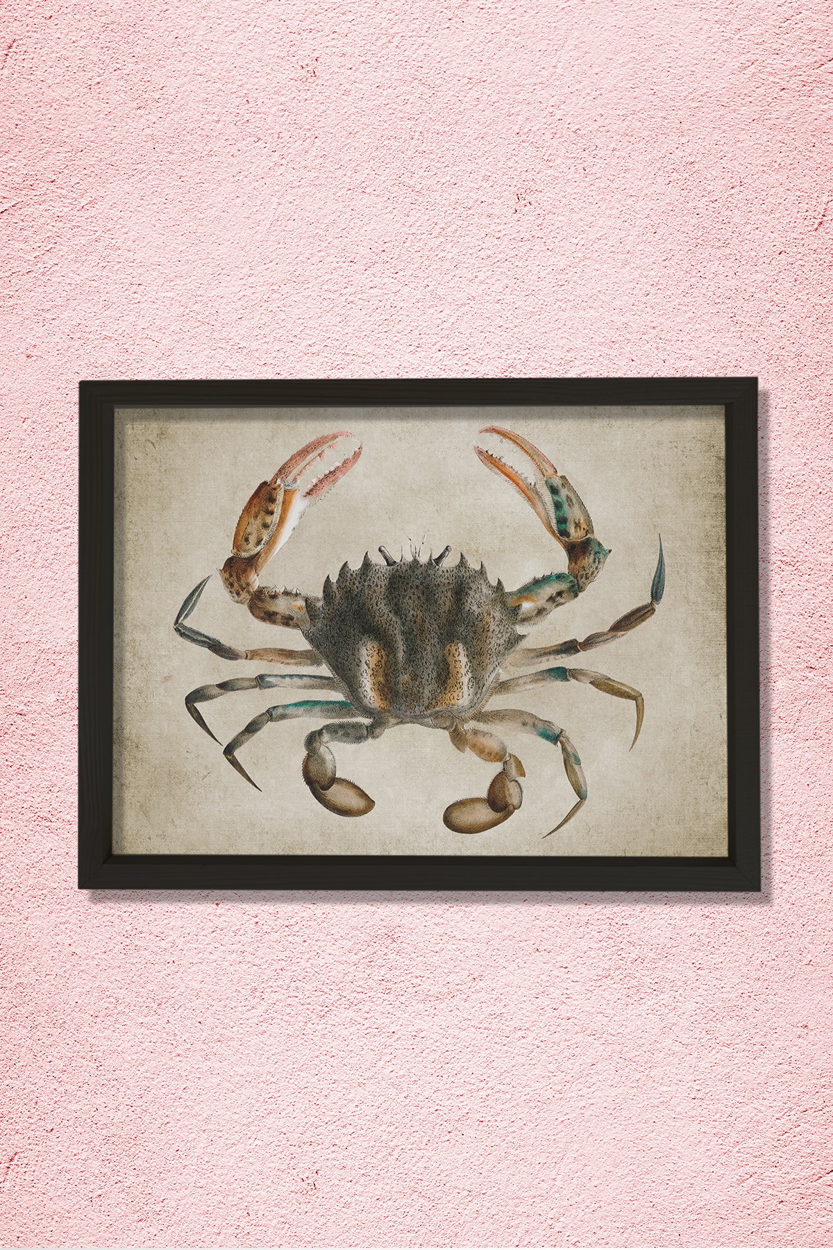 Doğal Çam Çerçeveli Duvar Tablosu Antik Yengeç