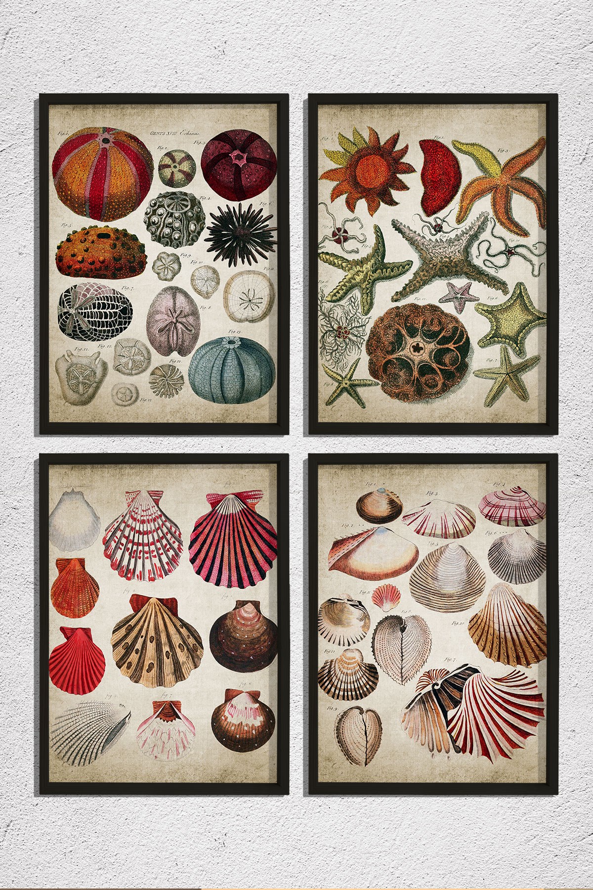 Doğal Çam Çerçeveli Duvar Tablosu Antik Deniz Kabukları ve Canlıları