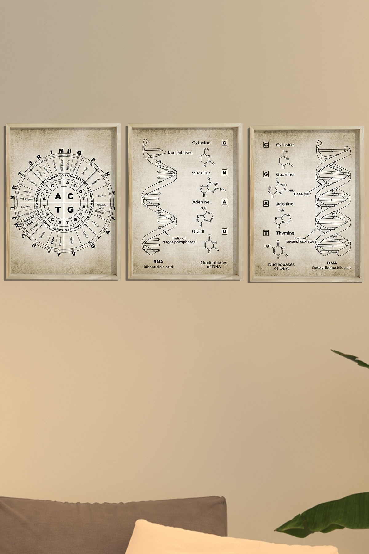 Doğal Çam Çerçeveli Duvar Tablosu Antik DNA ve RNA Genetik Kod Seti