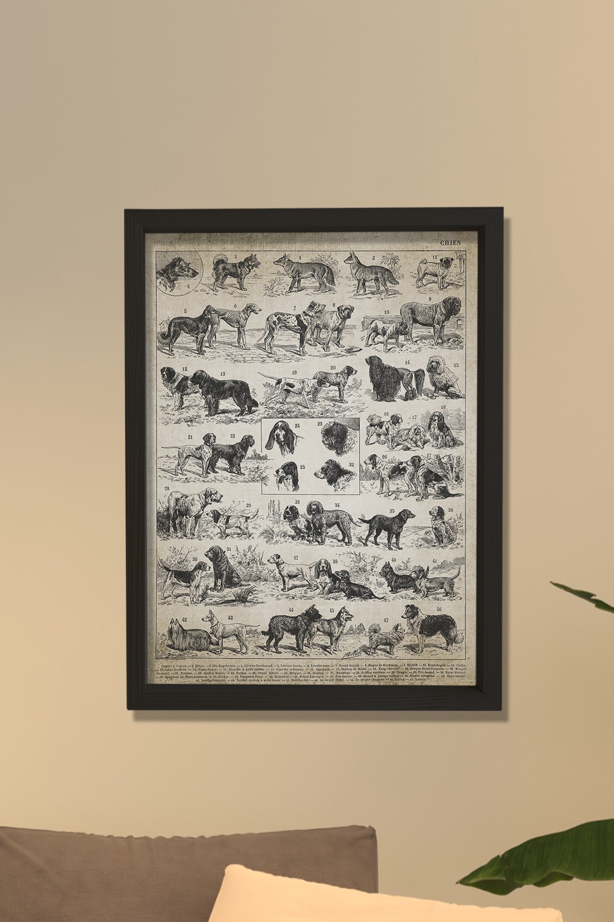 Doğal Çam Çerçeveli Duvar Tablosu Antik Köpek Irkları