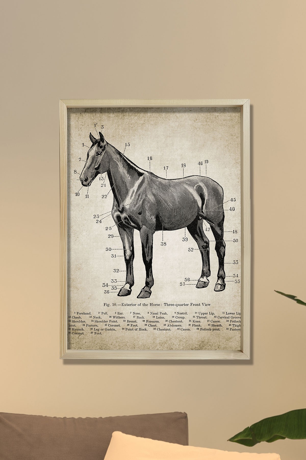 Doğal Çam Çerçeveli Duvar Tablosu Antik At Anatomi