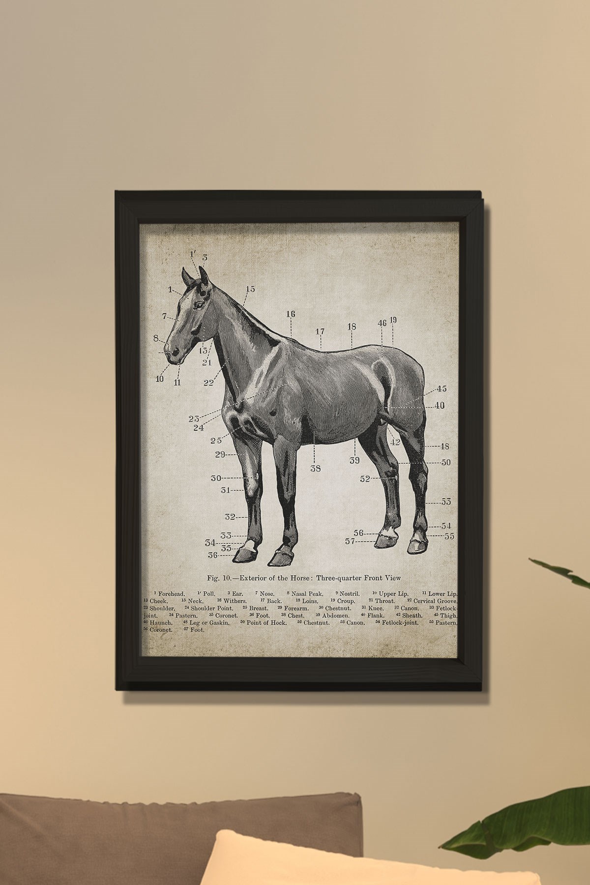 Doğal Çam Çerçeveli Duvar Tablosu Antik At Anatomi