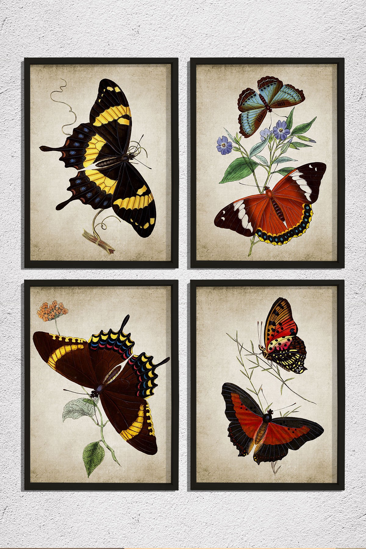 Doğal Çam Çerçeveli Duvar Tablosu Antik Kelenekler 4 lü Set