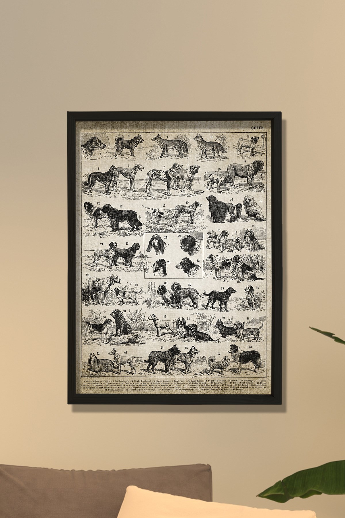 Doğal Çam Çerçeveli Duvar Tablosu Antik Köpek Irkları