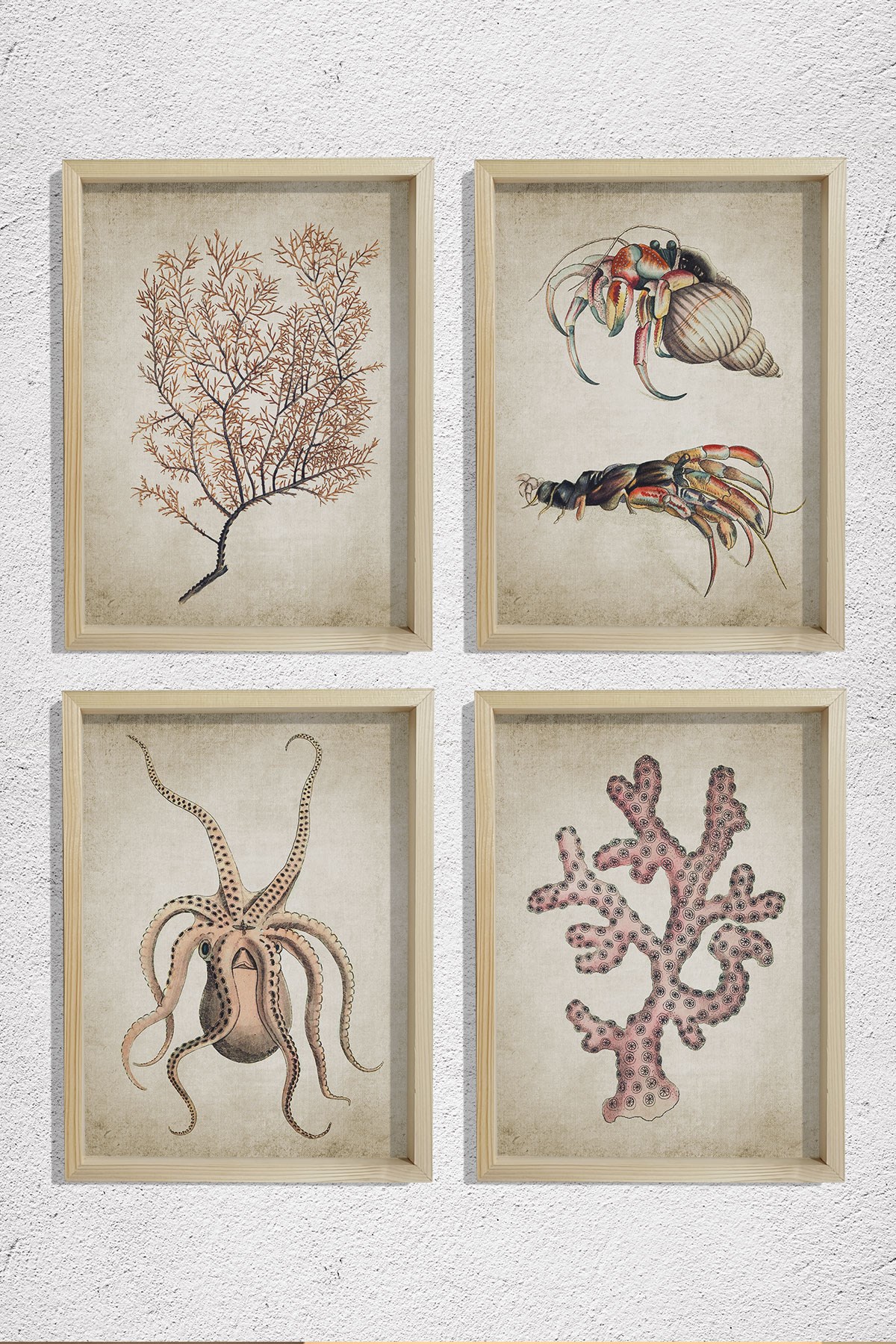 Doğal Çam Çerçeveli Duvar Tablosu Antik Deniz Canlıları 4 lü Set
