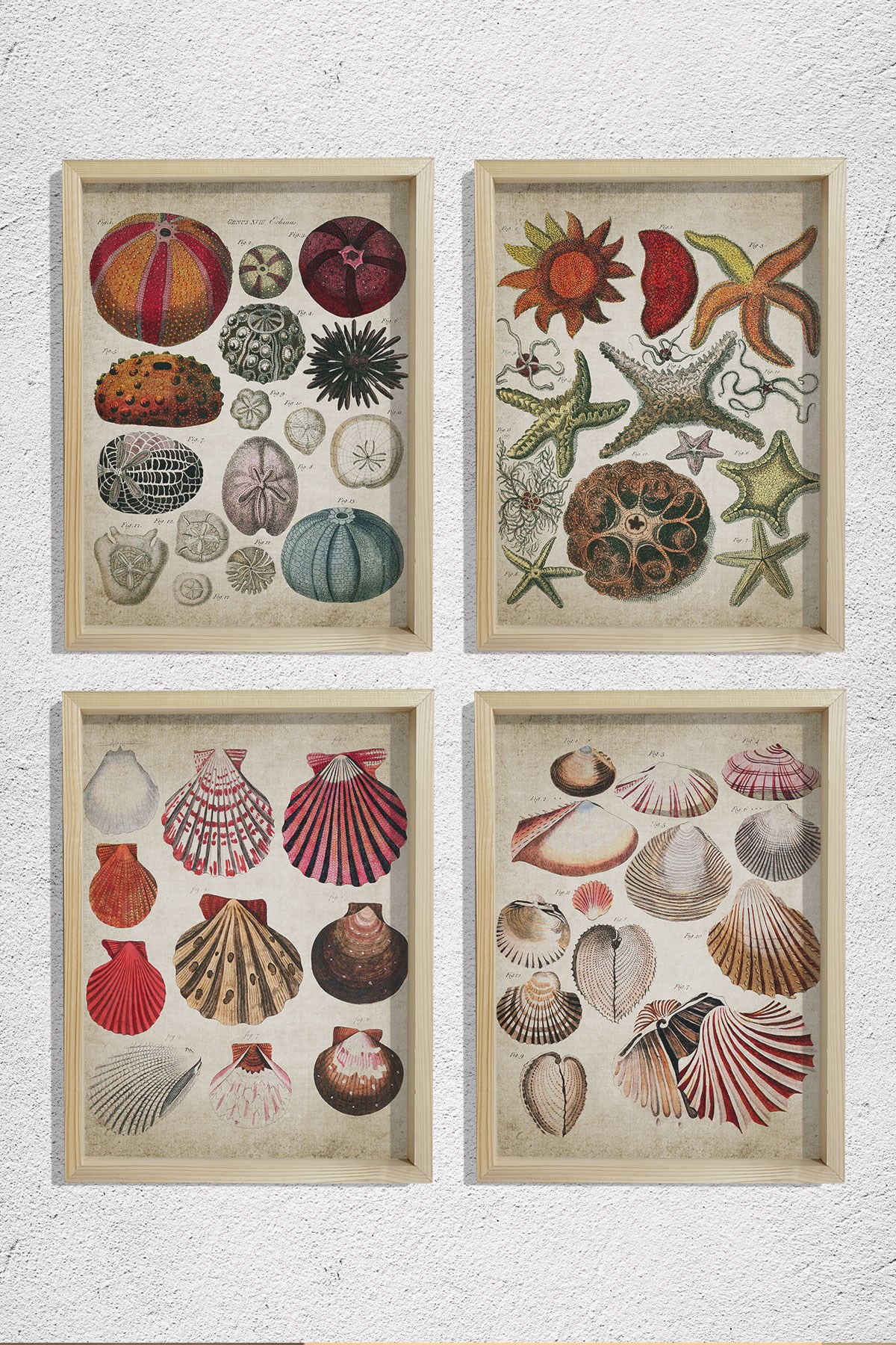 Doğal Çam Çerçeveli Duvar Tablosu Antik Deniz Kabukları ve Canlıları