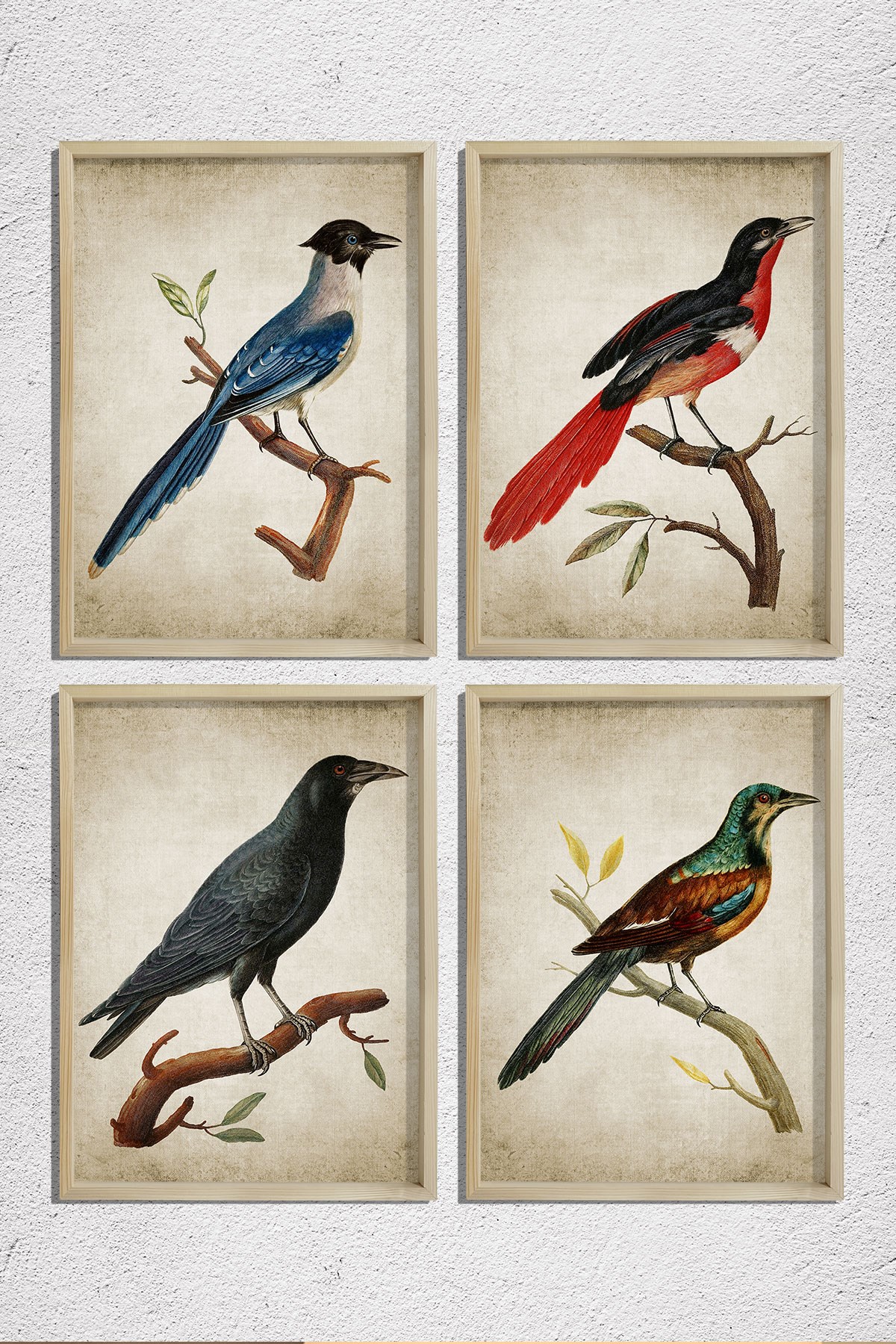 Doğal Çam Çerçeveli Duvar Tablosu Antik Kuş Dekoru 4 lü Set